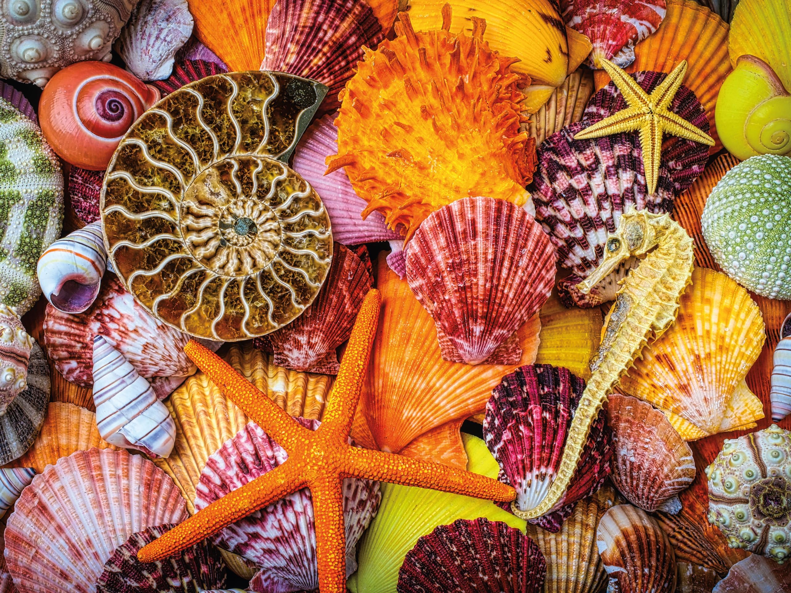 Ceaco - Sensory - Starfish and Shells - 750 Piece Jigsaw Puzzle