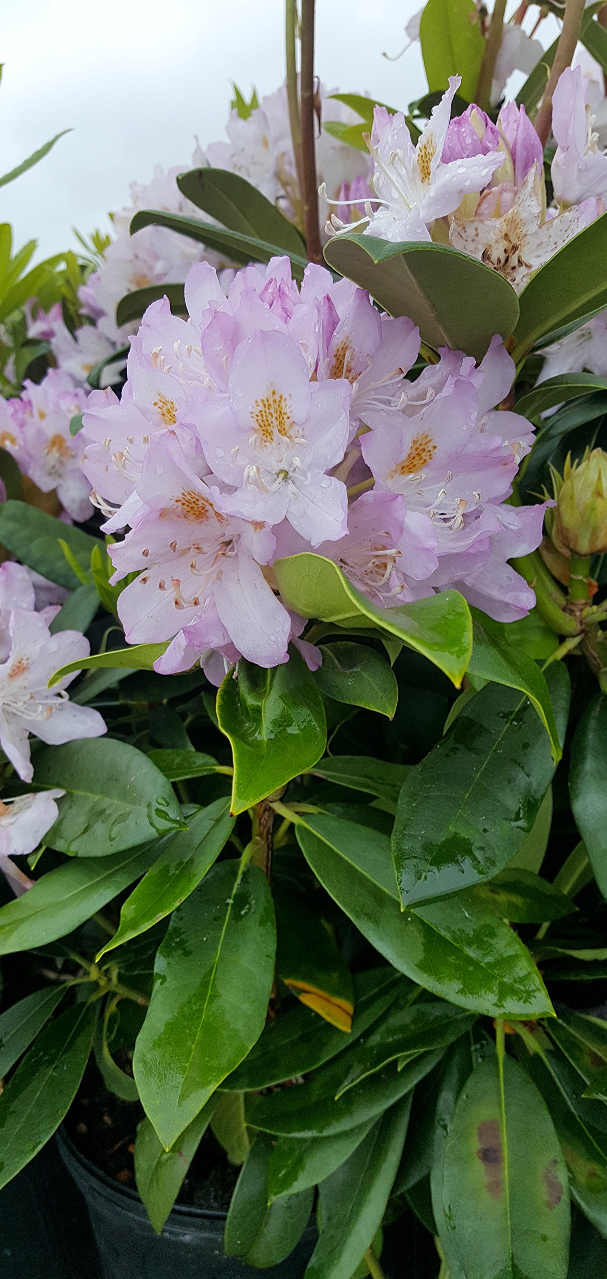 Amazon.com : Rhododendron cat. 'Roseum Elegans' (Rhododendron) Evergreen,  lavender pink flowers, #2 - Size Container : Patio, Lawn & Garden
