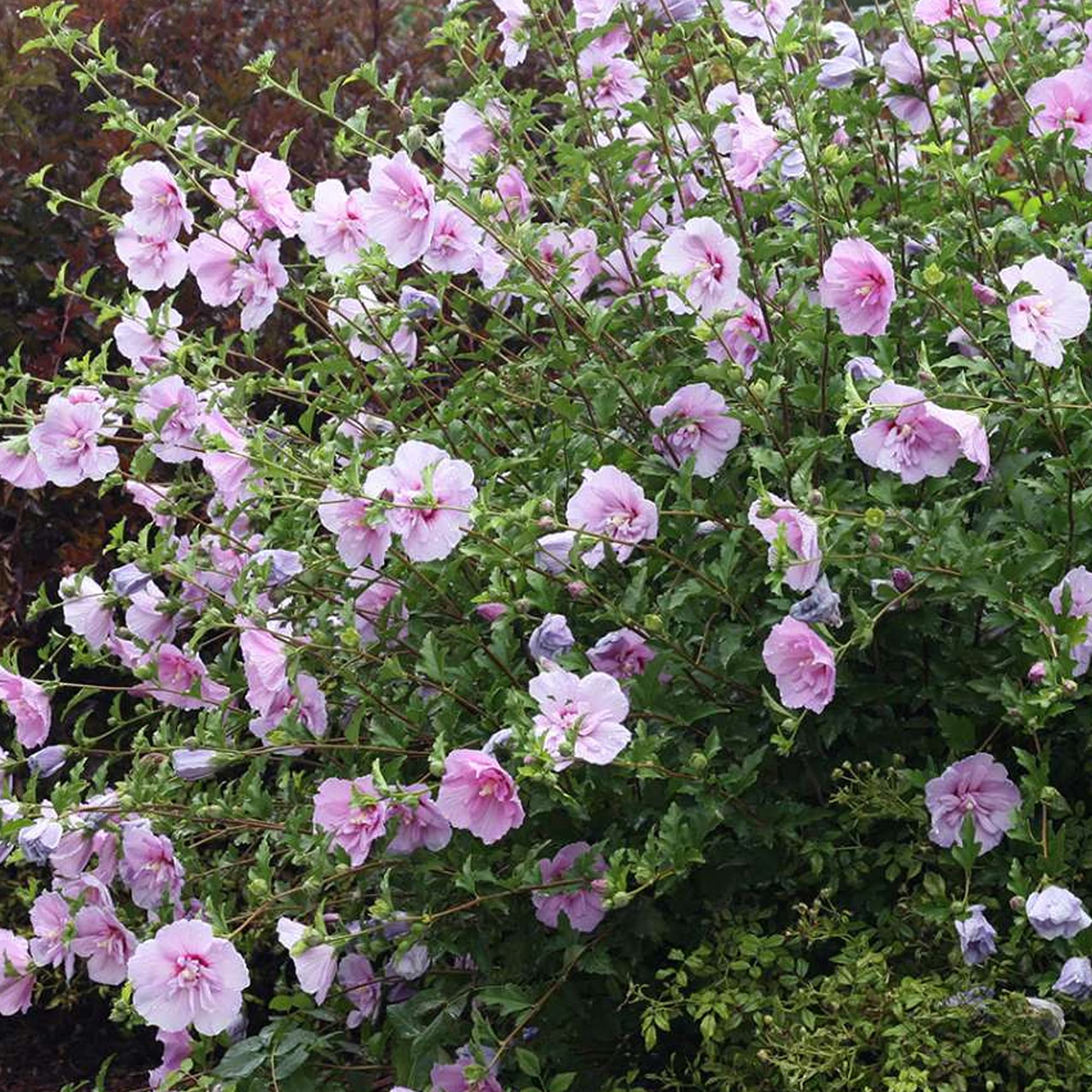 Hibiskus Französisch Lavendel Chiffon - Winterharter Blütenstrauch 15-30cm Im Topf