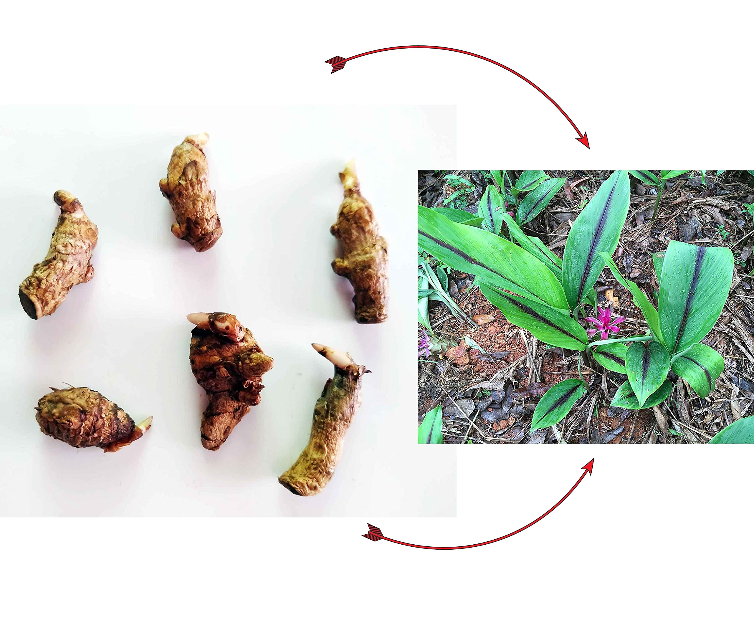 Curcuma Caesia, Black Turmeric, Kali Haldi, Krishna Kedar Rhizomes Bulbs for Plantation- Pack of - (100)