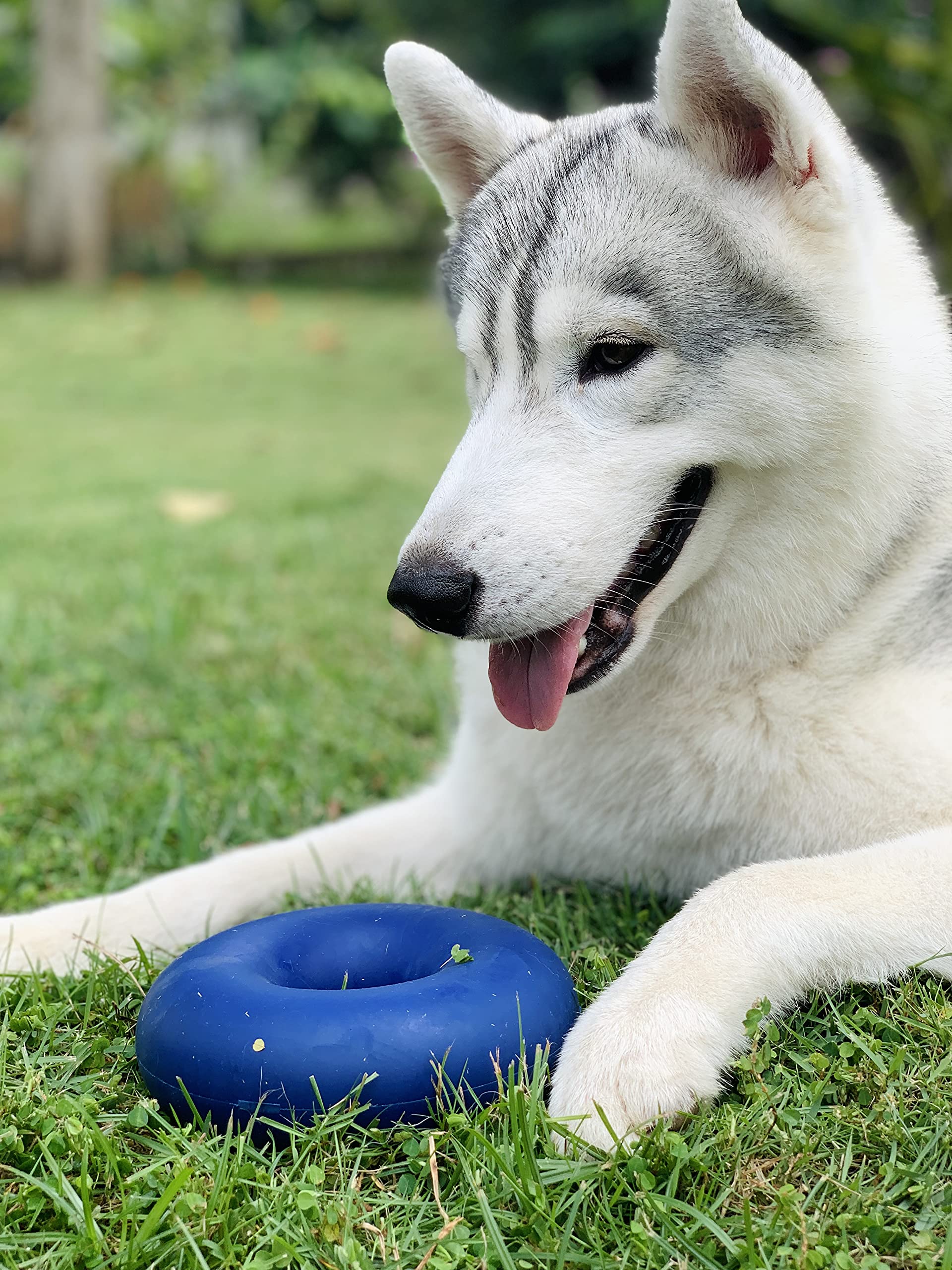 SuperChewy Anillo de goma grueso para perro | Gran juguete para masticar para perros | Juguete para masticar para perros | Juguete de masticar ultra duradero para masticadores agresivos