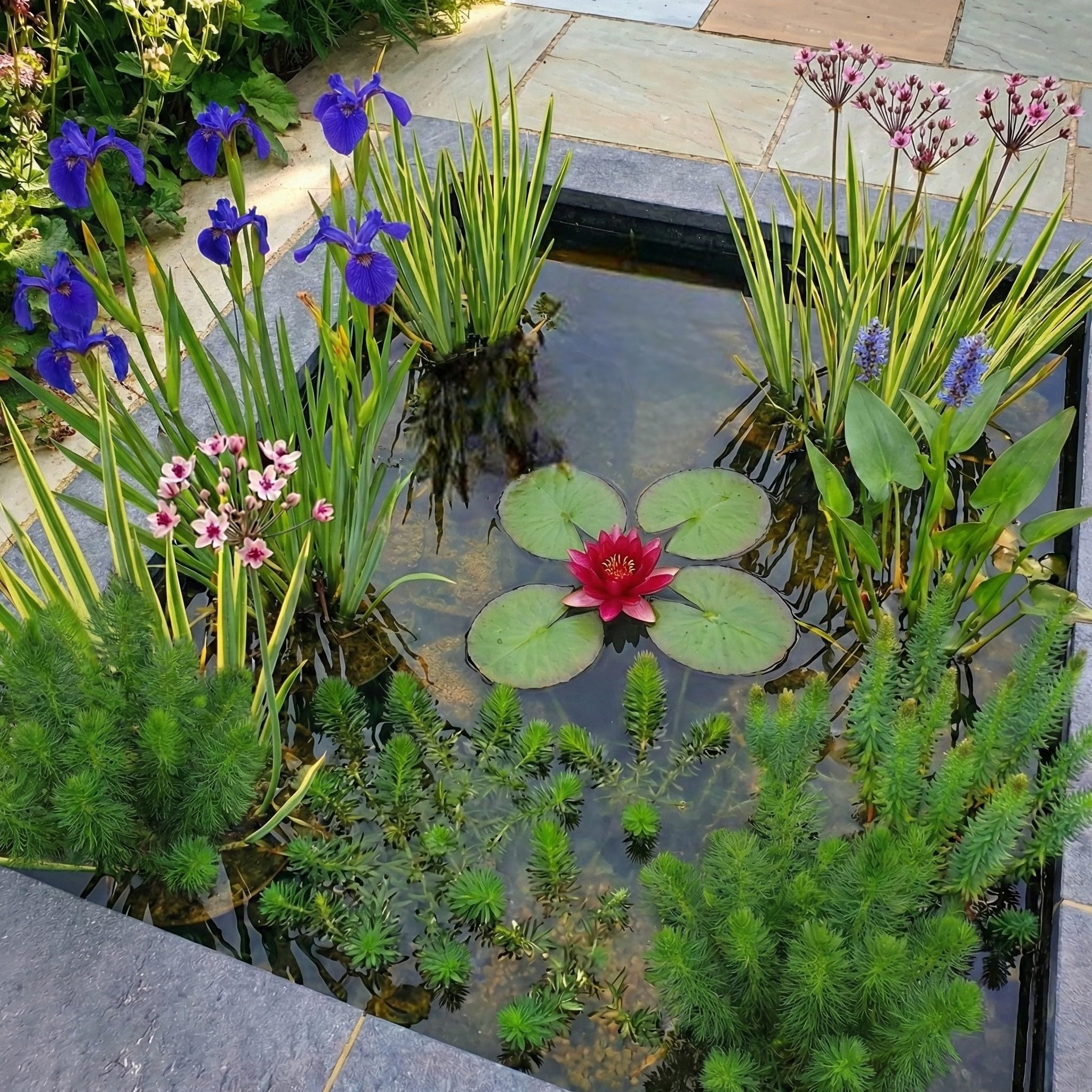vdvelde․com - Kit laghetto rosso 100-400 litri, ninfea e 24 piante | Fioriture rosse per mini pond e vasca, profondita 1-100 cm, con cestini, substrato e concime