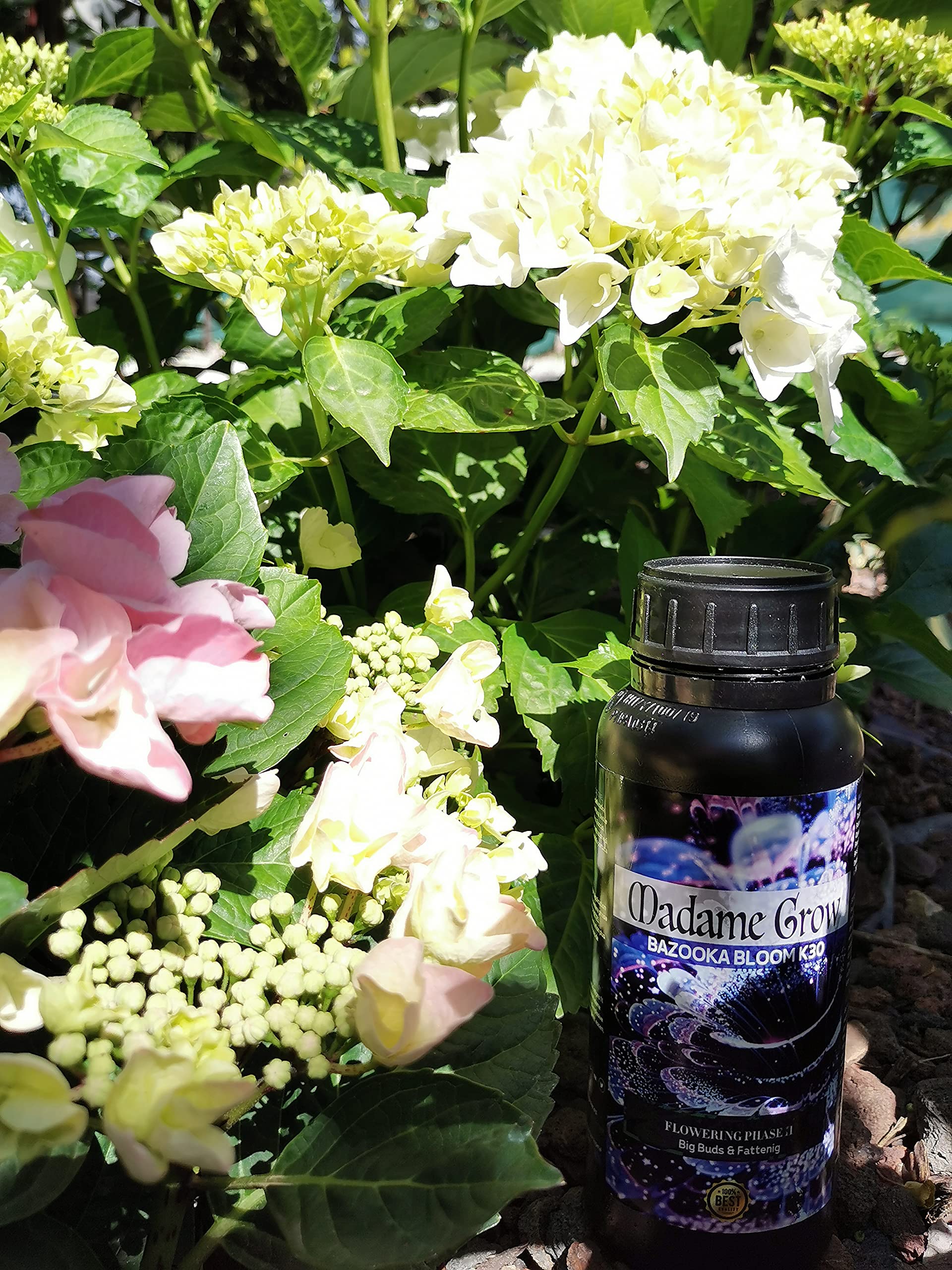 MADAME GROW/Kit Bloom Complet - "COGOLLOS GIGANTES" / Fertilizantes Floración para Marihuana o Cannabis/Cosecha abundante/Mejor Sabor (2X1 L + 30 gr)