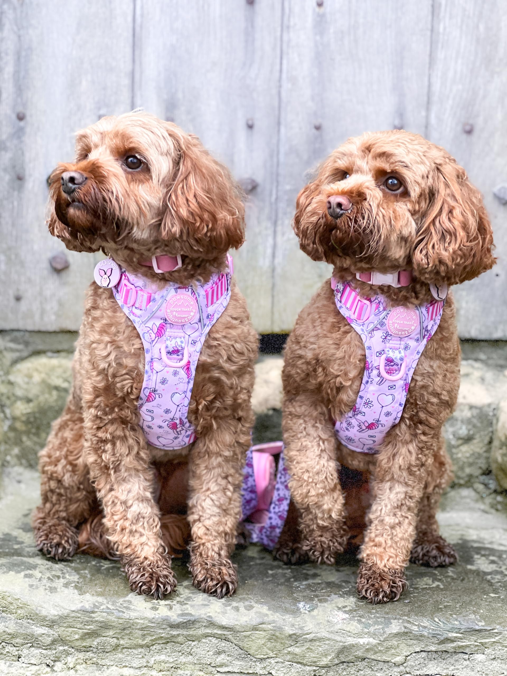 Pawsome Paws Boutique Ferkel Hundegeschirr, robust, verstellbar, Disney-Design, kein Ziehen, mit reflektierendem Rand und Stabiler Schnalle