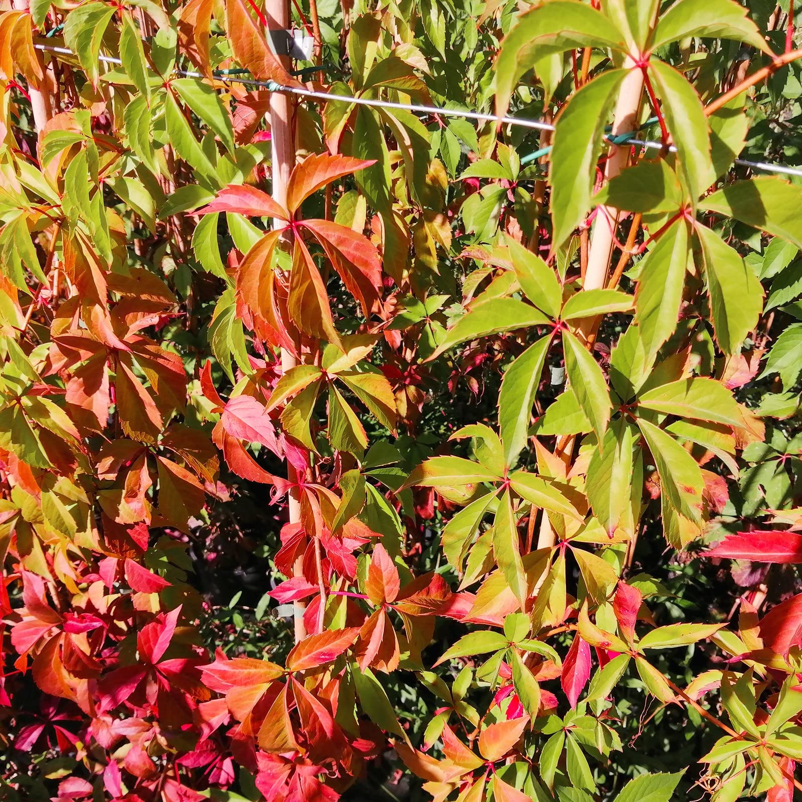Vite Canadese, 2 piante, altezza 100/120 cm, vaso Ø16, Vite americana, Parthenocissus quinquefolia