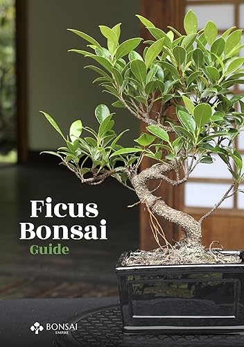 Ficus Bonsai Guide