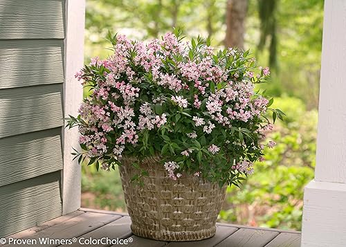 Miniatura 5 de Yuki Cherry Blossom (Deutzia) - Arbusto vivo, flores de color rosa claro, 1 galón