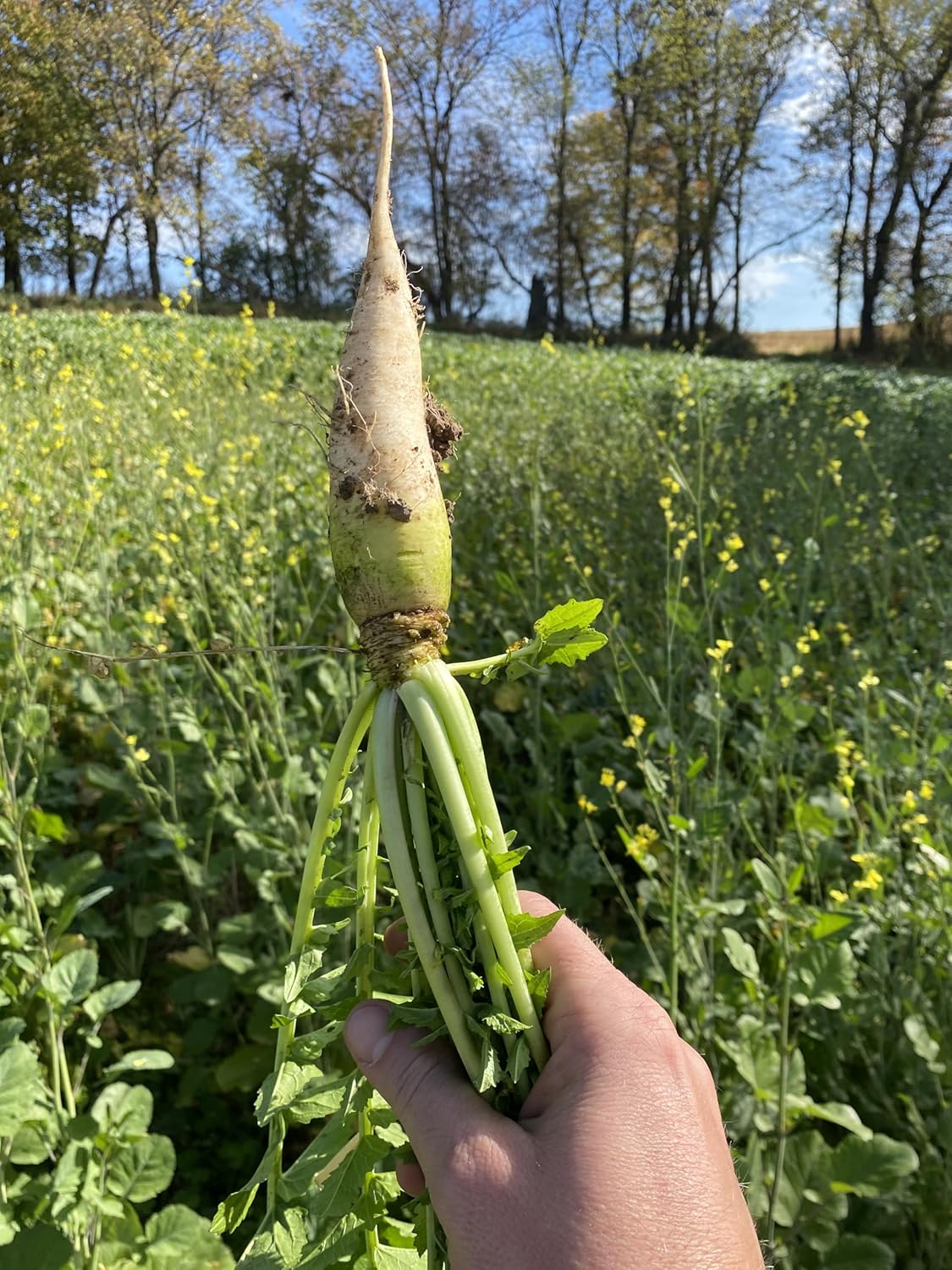 Hale Habitat & Seed Certified Organic Daikon Radish Seed – 5 lb Bag, Covers Up to 1/2 Acre – Non-GMO, High Germination – Food Plot & Forage
