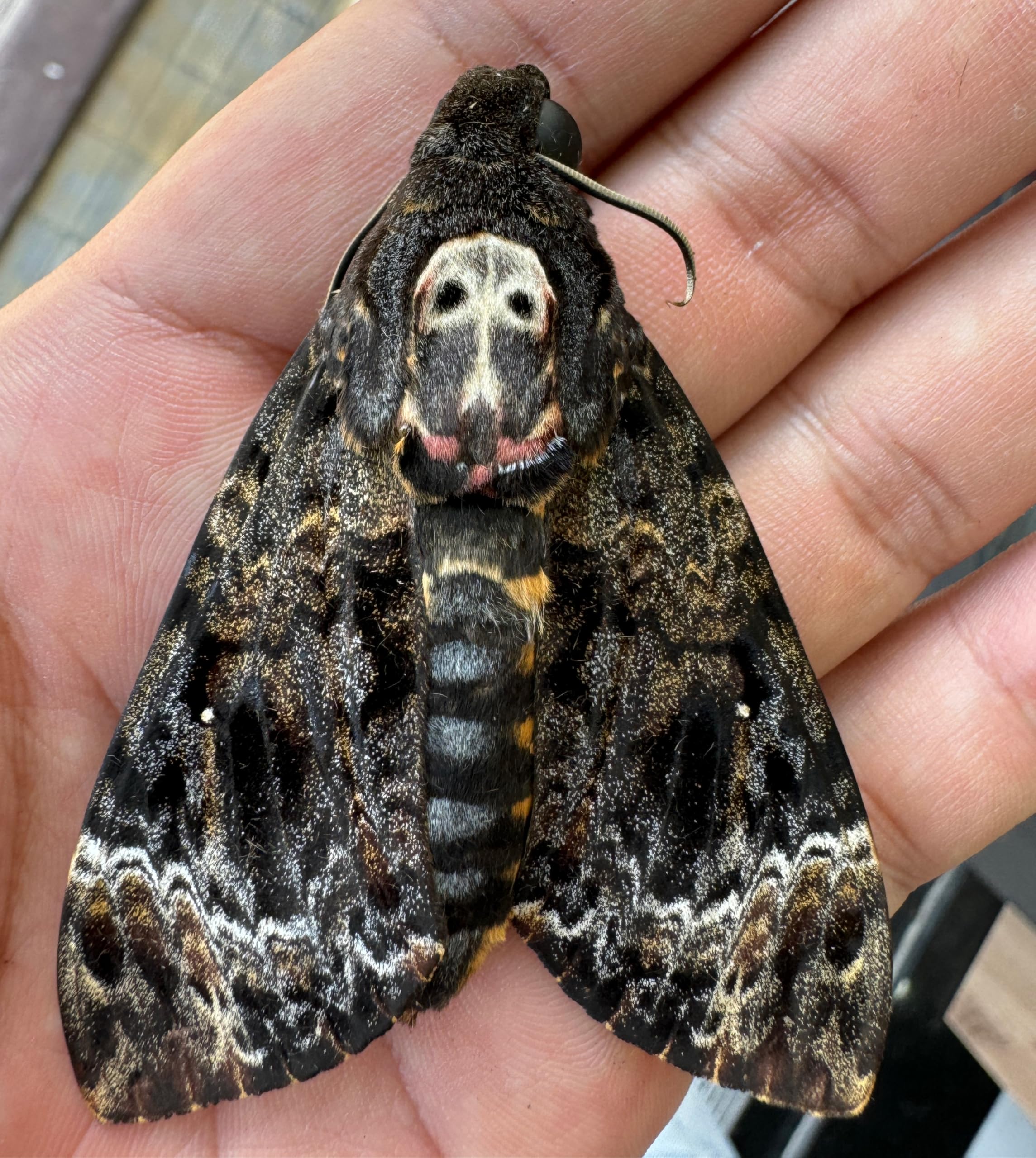 Real Death Head Moth White Skull Acherontia Gothic Witchy Spooky Halloween Butterfly Entomology Shadow Box Insect Oddity Curiosities Taxidermy Wall Art Home Decor Living Gallery CF18-01-DO-MT: 01-white Skull-red Coffin