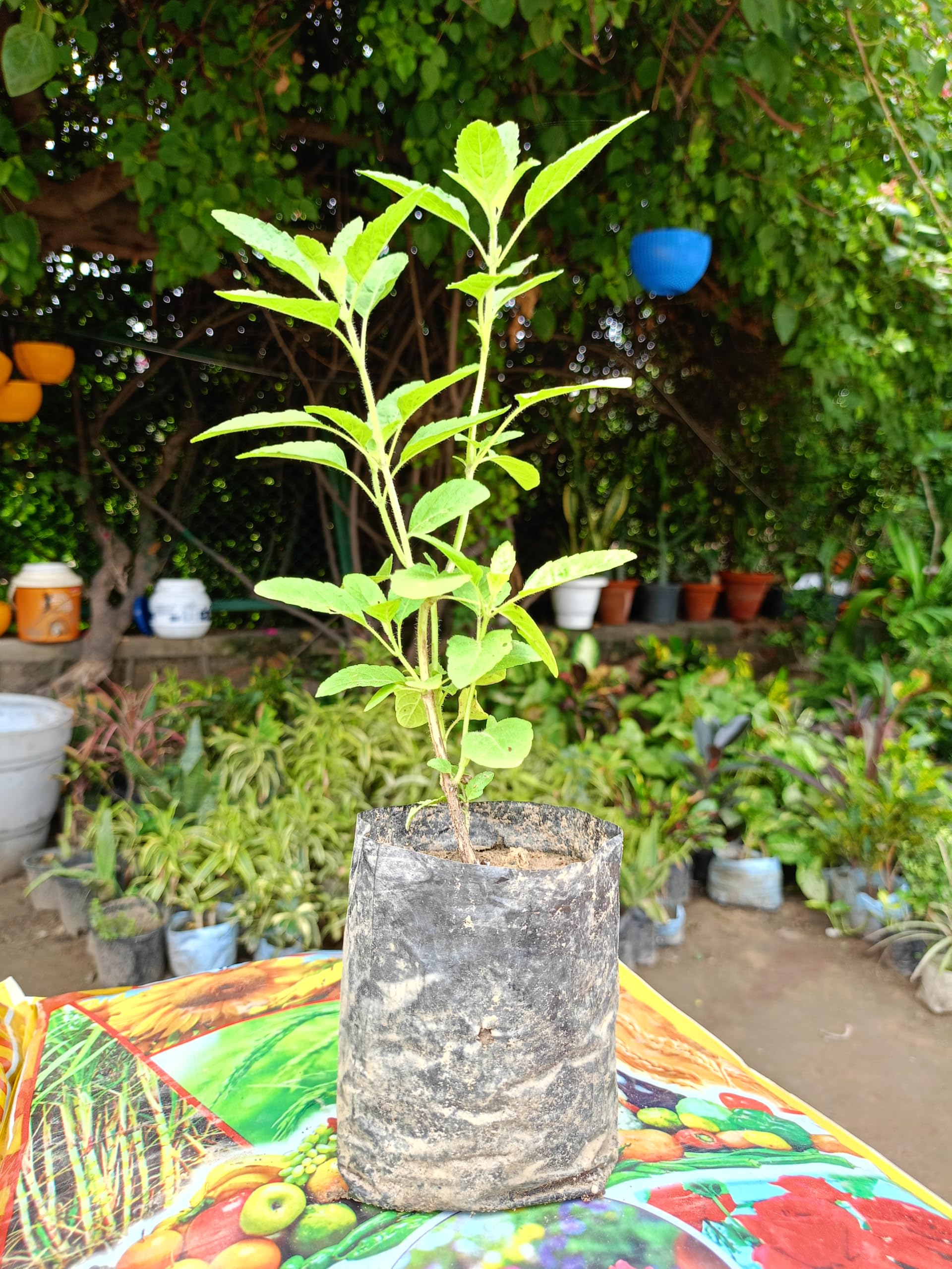 Primium Green Tulsi Shyama Live Plants - Spiritual and Medicinal Duo for Indoor/Outdoor Tulasi Tree plant (B0D9Y9NTXD) Amazon Price History, Amazon Price Tracker