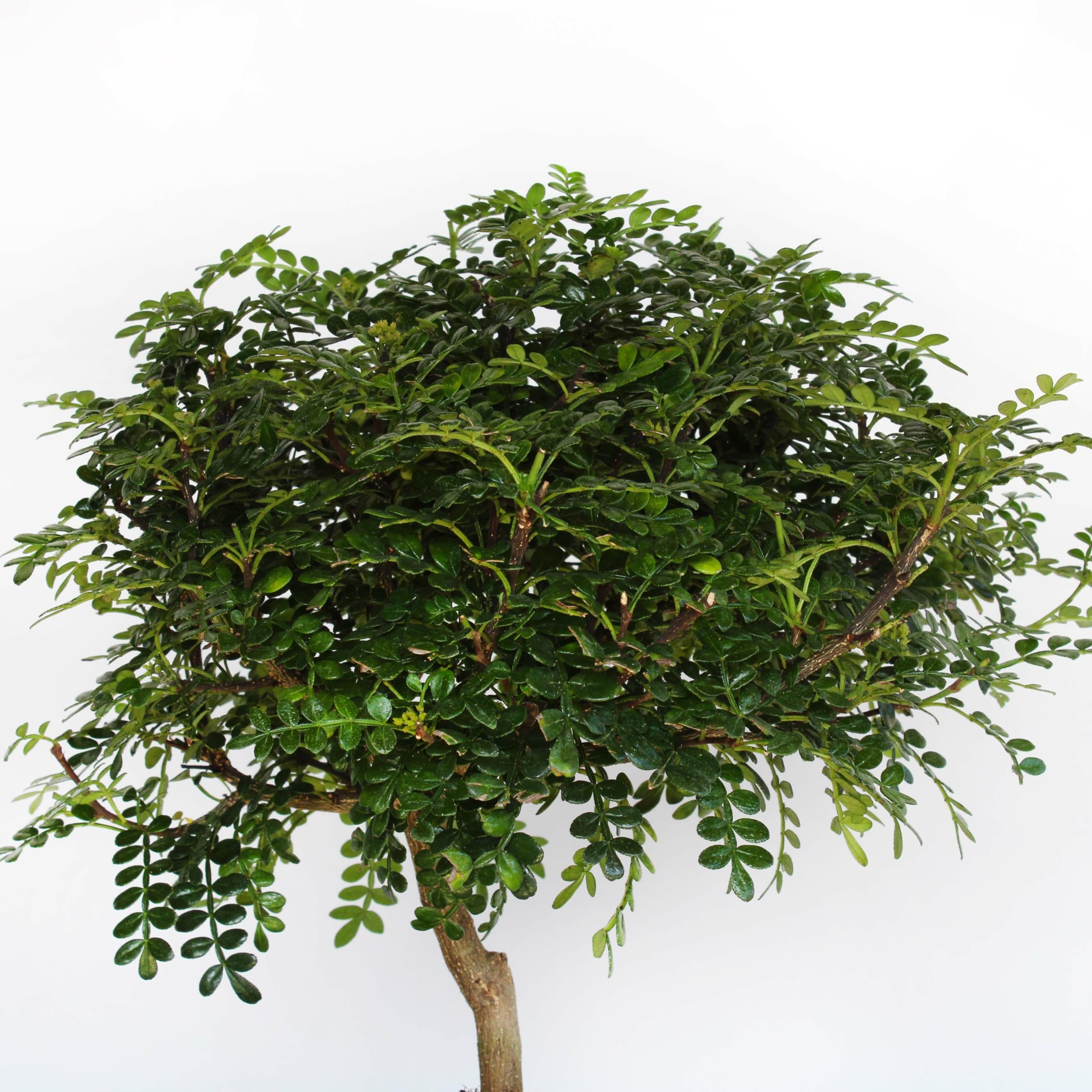 Bonsaï Zanthoxylum Piperitum Poivre du Sichuan H 30-40 cm Pot Ø 26 cm