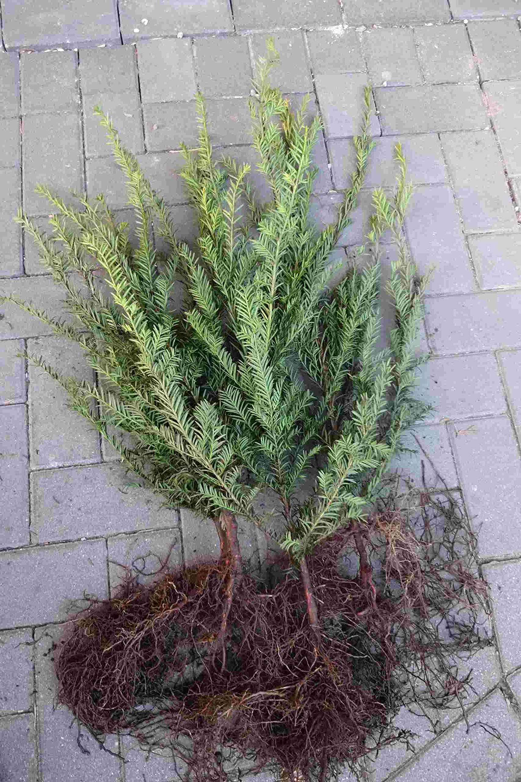 25 Eiben 15-30cm frisch vom Feld Gartenhecke Heckenpflanzen Immergrne  Pflanze Taxus baccata Eiben Wurzelware : Amazon.de: Garten