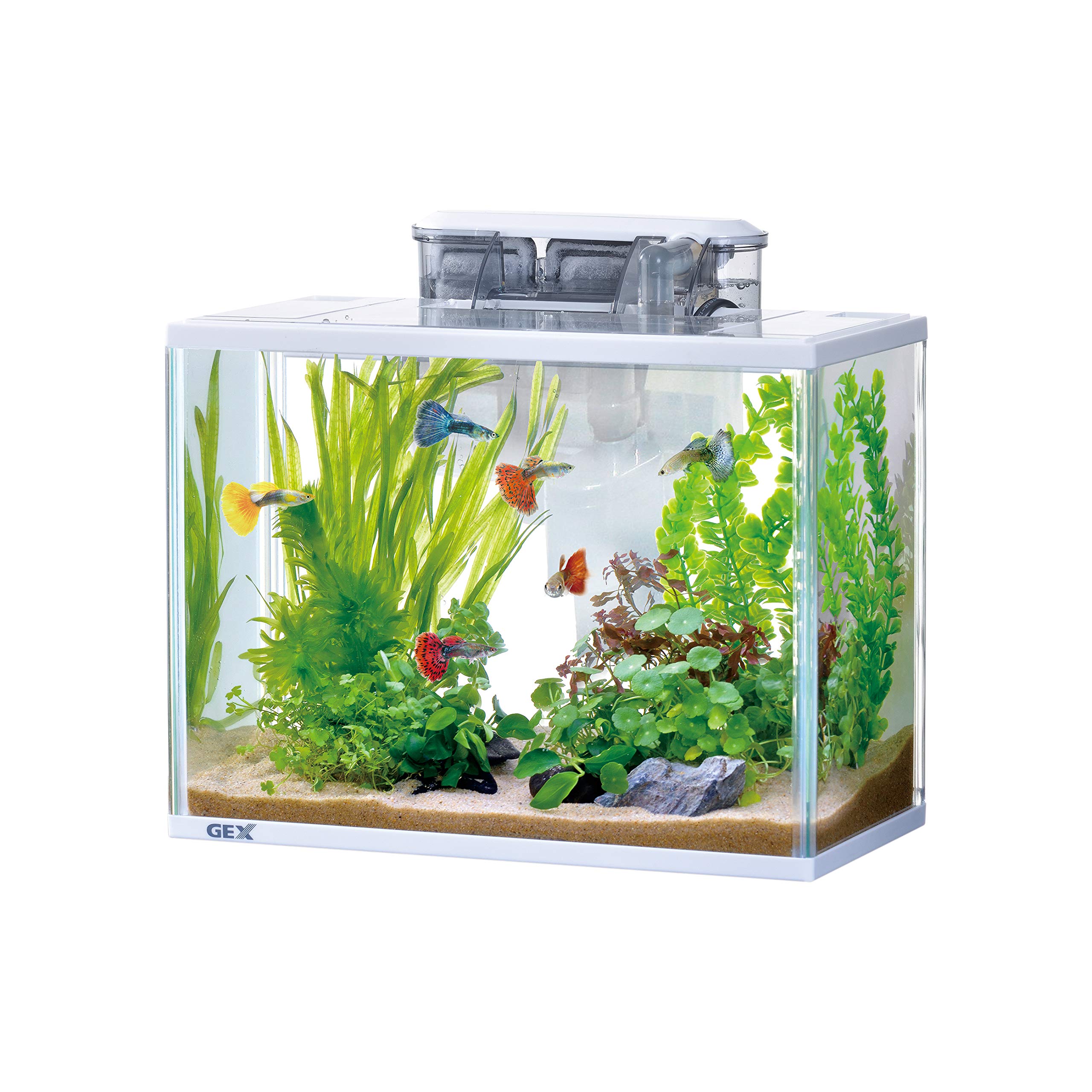 GEX スリムアクア ホワイトセット SS 2個セット Amazon.co.jp: ジェックス GEX ガラス AQUARIUM スリムアクア