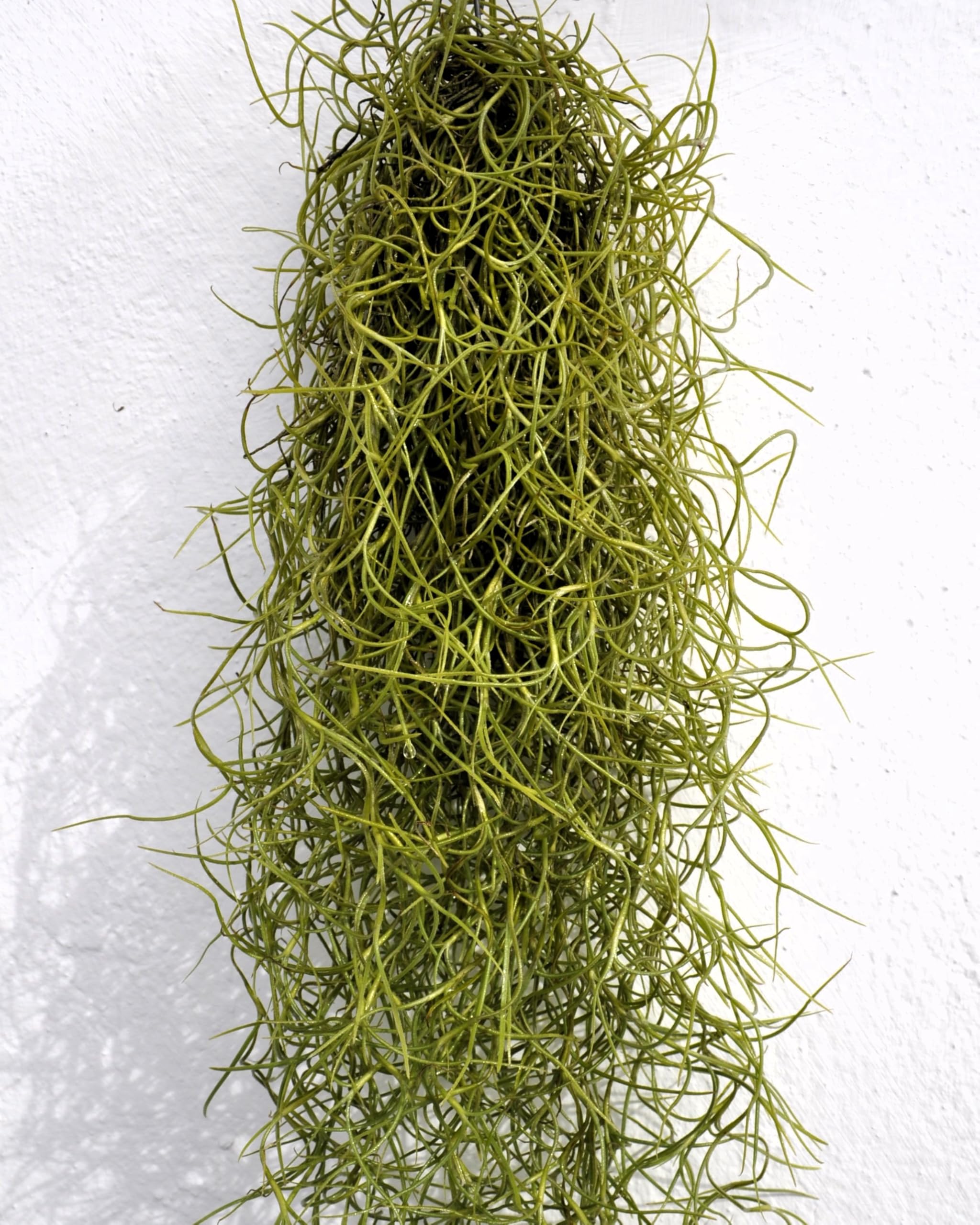 Tillandsia usneoides, Curiosarium, Barba de Viejo, Musgo Español, Planta del Aire, Planta Exótica, Verde Grisáceo, Interior/Exterior, Sin Sustrato, Colgante Decorativa, Longitud 50 cm, Diámetro 15 cm.