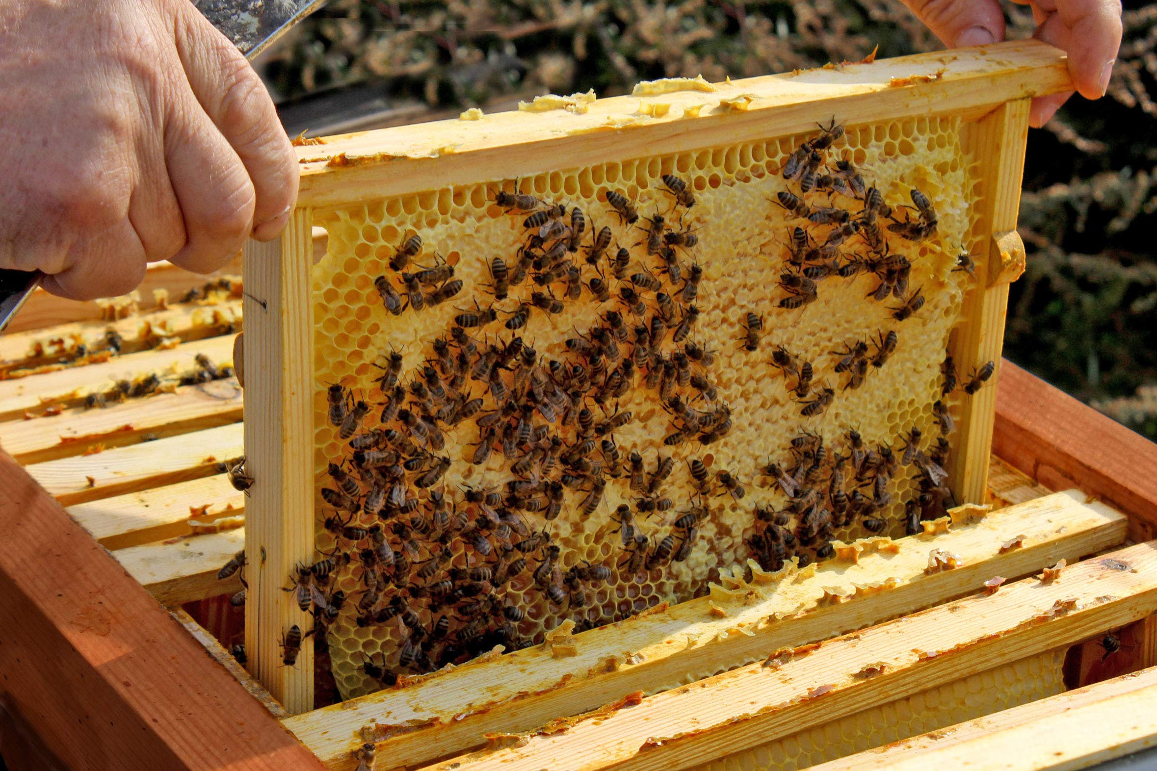 LUXUS-INSEKTENHOTELS Einraumbeute Massivholz Hobby-Imkerei - Honig-Bienen halten - Wesensgemäße Bienenhaltung für die eigene Honigernte - Imkerzubehör - 87 x 55 x 99 cm - Braun