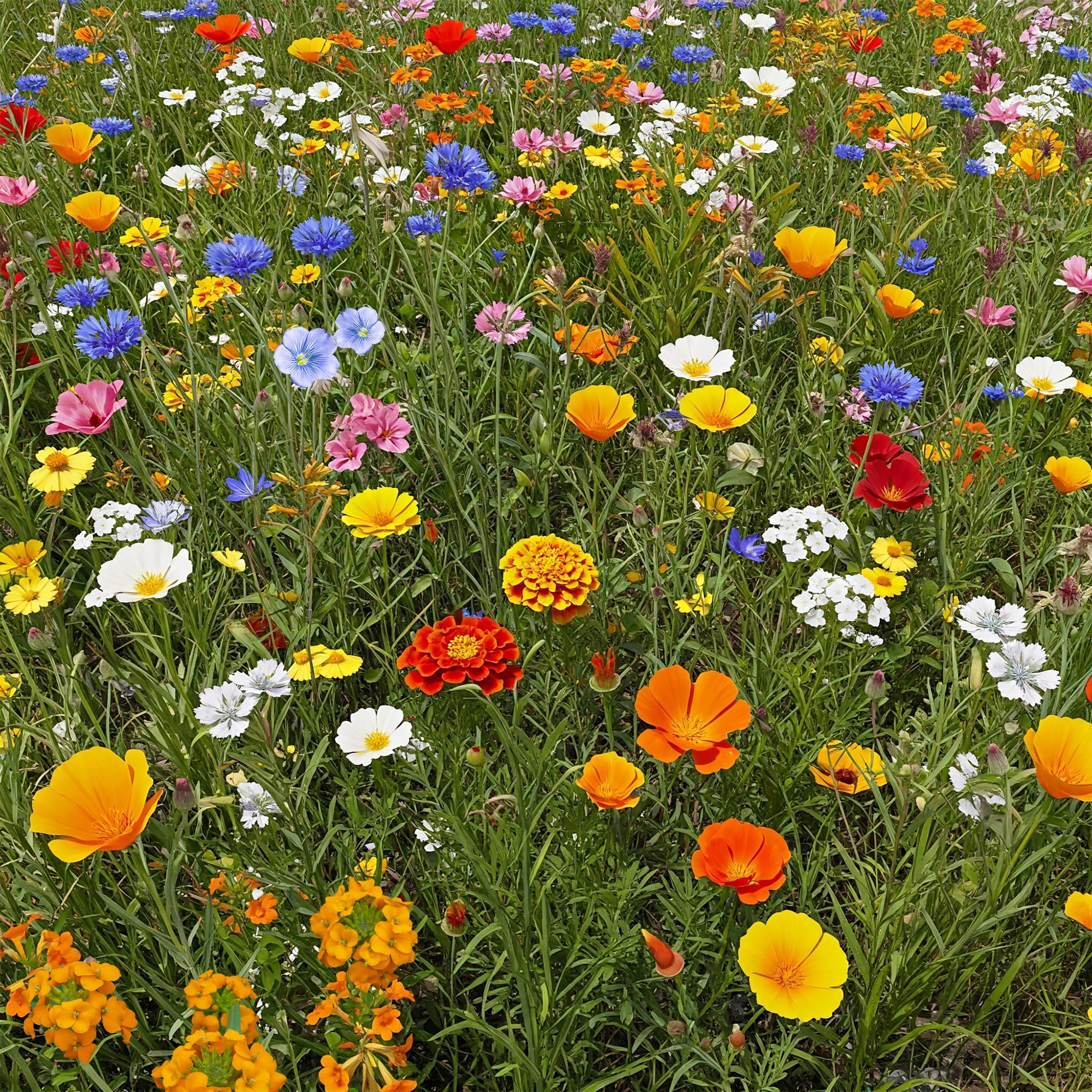 Ferry-Morse Dwarf Rainbow Bulk Wildflower Seeds, 390,000+, 1 lb