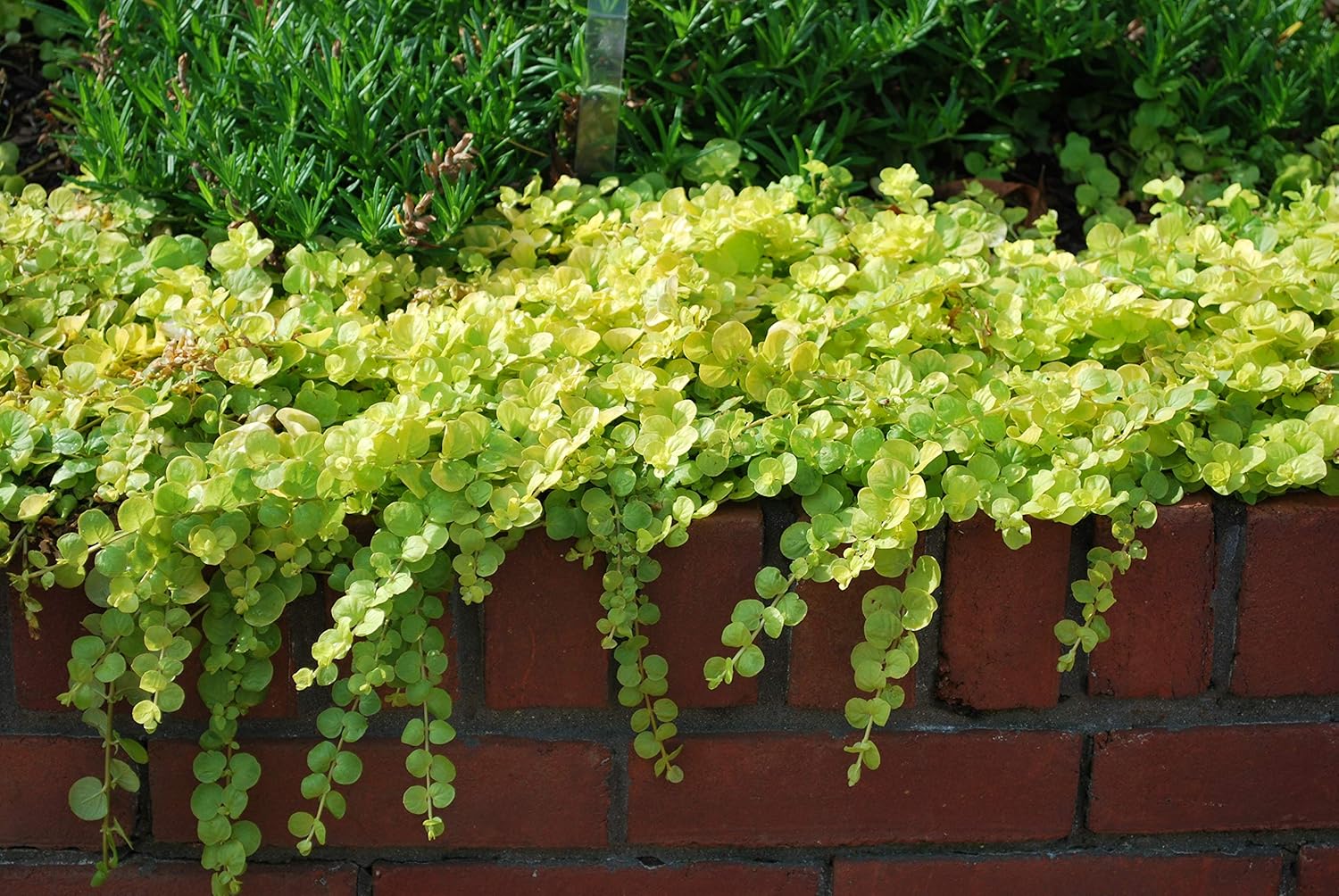 Perennial Farm Marketplace (Golden Creeping Jenny) Groundcover, Size-#1 Container Lysimachia nummularia 'Aurea', Gold-Leaved with Yellow Flowers
