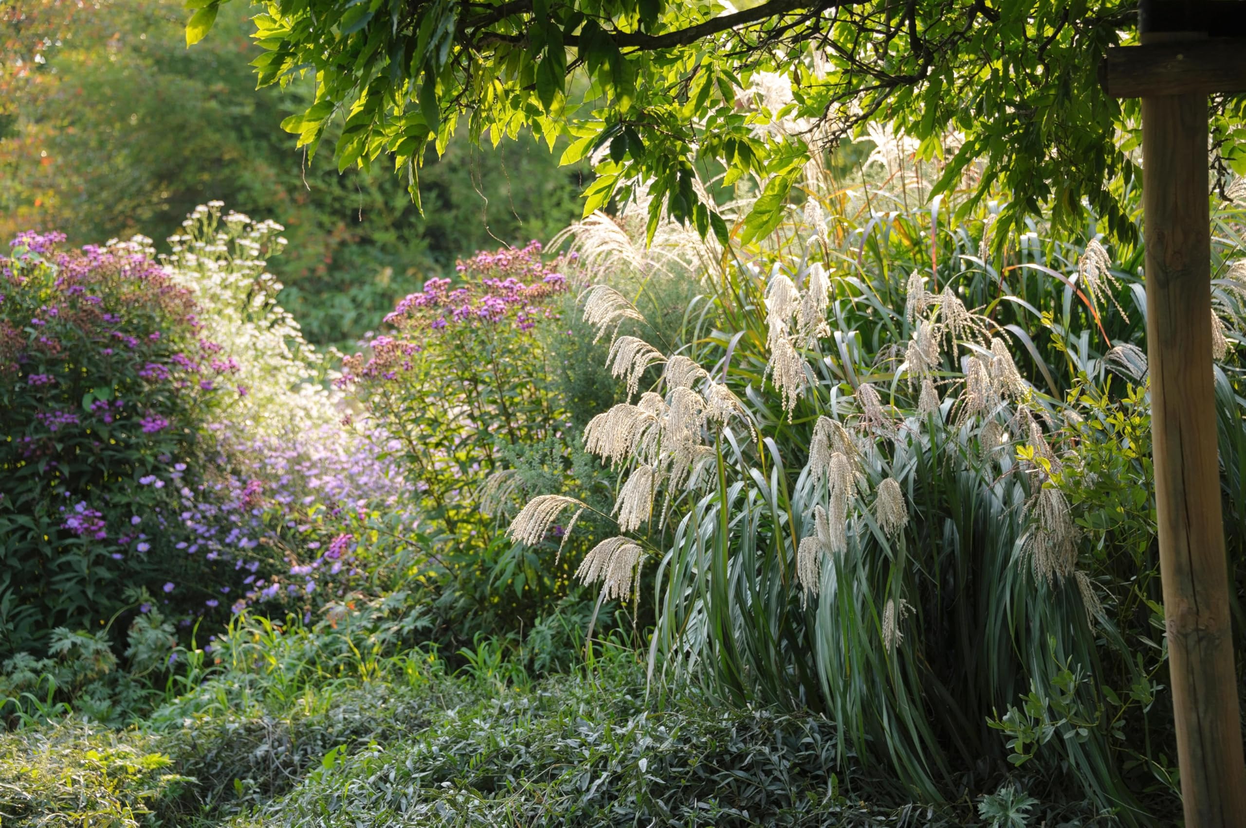Stauden Gänge 10 x Miscanthus sinensis 'Silberfeder' Chinaschilf winterhart