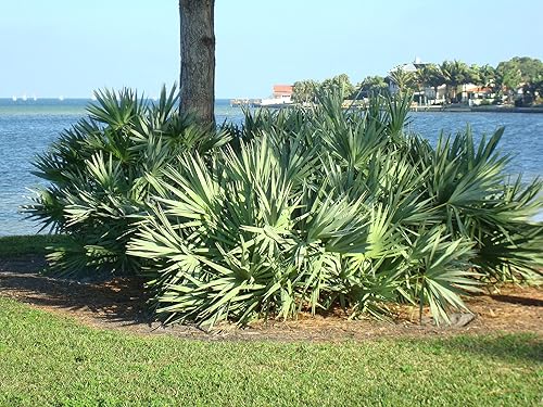 Miniatura 2 de Silver Saw Palmetto - Planta viva en una maceta de cultivo de 10 pulgadas - Serenoa Repens 'Silver' - Palmas ornamentales nativas de Florida