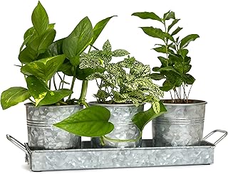 Farmhouse Flower Herb Pot Set with Tray - Galvanized Metal Vintage Succulent Herb Planter Pots Caddy for Kitchen Windowsil...