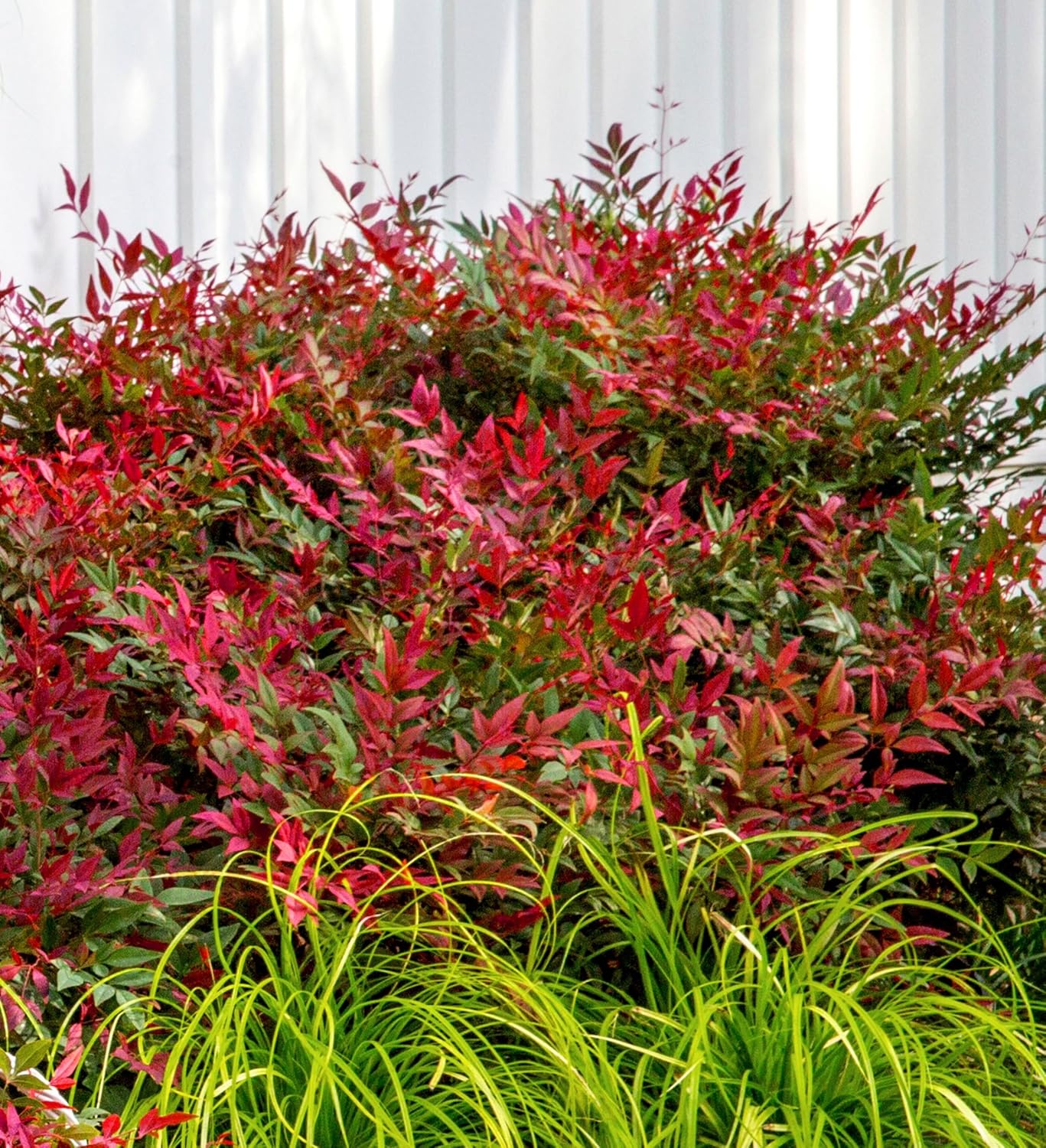 Obsession Nandina (1.5 Gallon) Multicolor Evergreen Shrub with Brilliant Red New Foliage - Part Sun Live Outdoor Plant