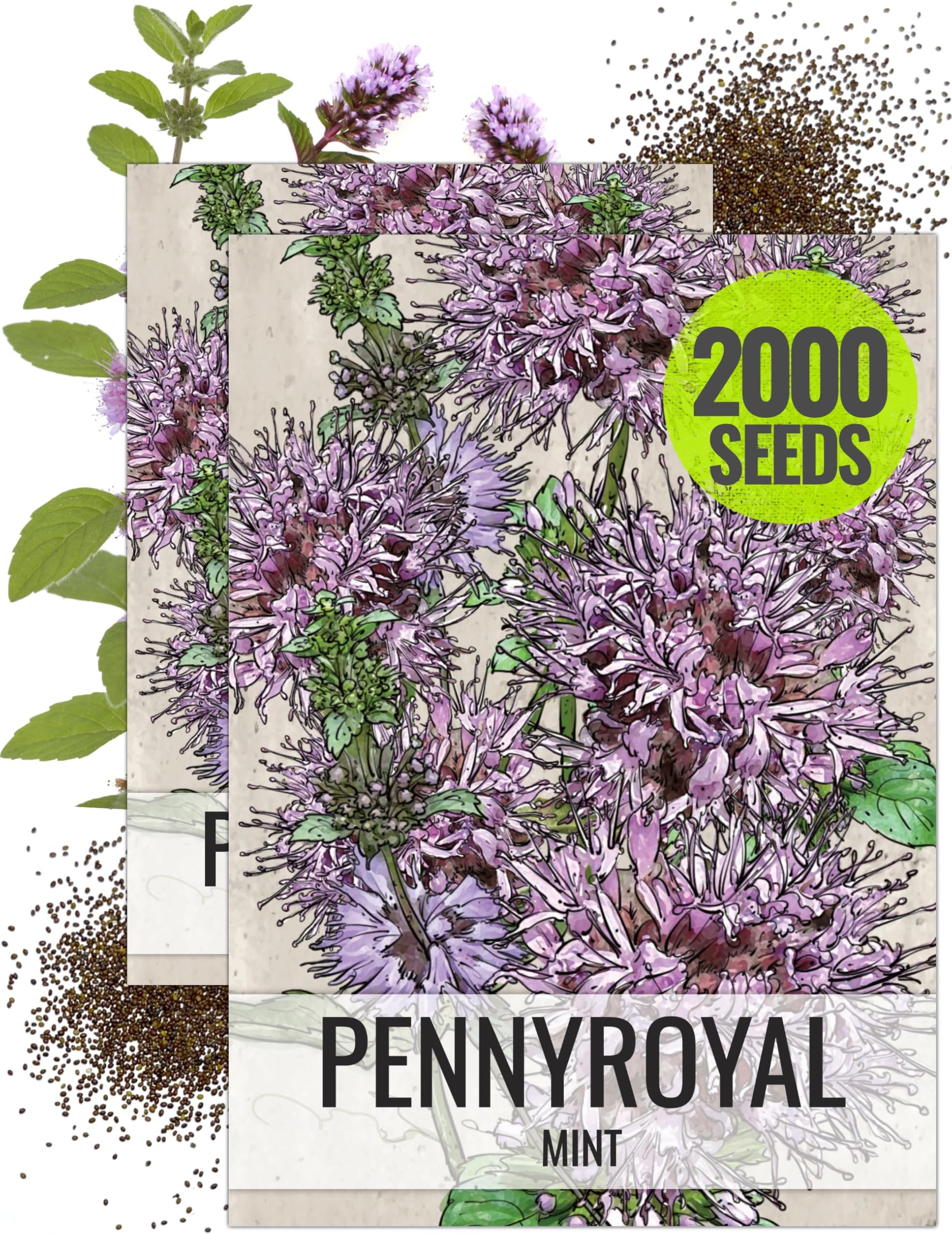 Seed Needs Pennyroyal Mint Seeds to Plant Heirloom Non-GMO Herbs 2 Packs
