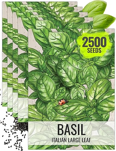 Seed Needs Semillas de albahaca para plantar hierbas italianas de hojas grandes, reliquia sin OMG y sin tratar, cultiva un jardín de hierbas