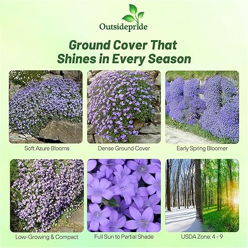 Miniatura 2 de Outsidepride Semillas de berro de roca Aubrieta azul pálido, 5000 unidades, semillas de flores perennes, fáciles de cultivar, de bajo mantenimiento,