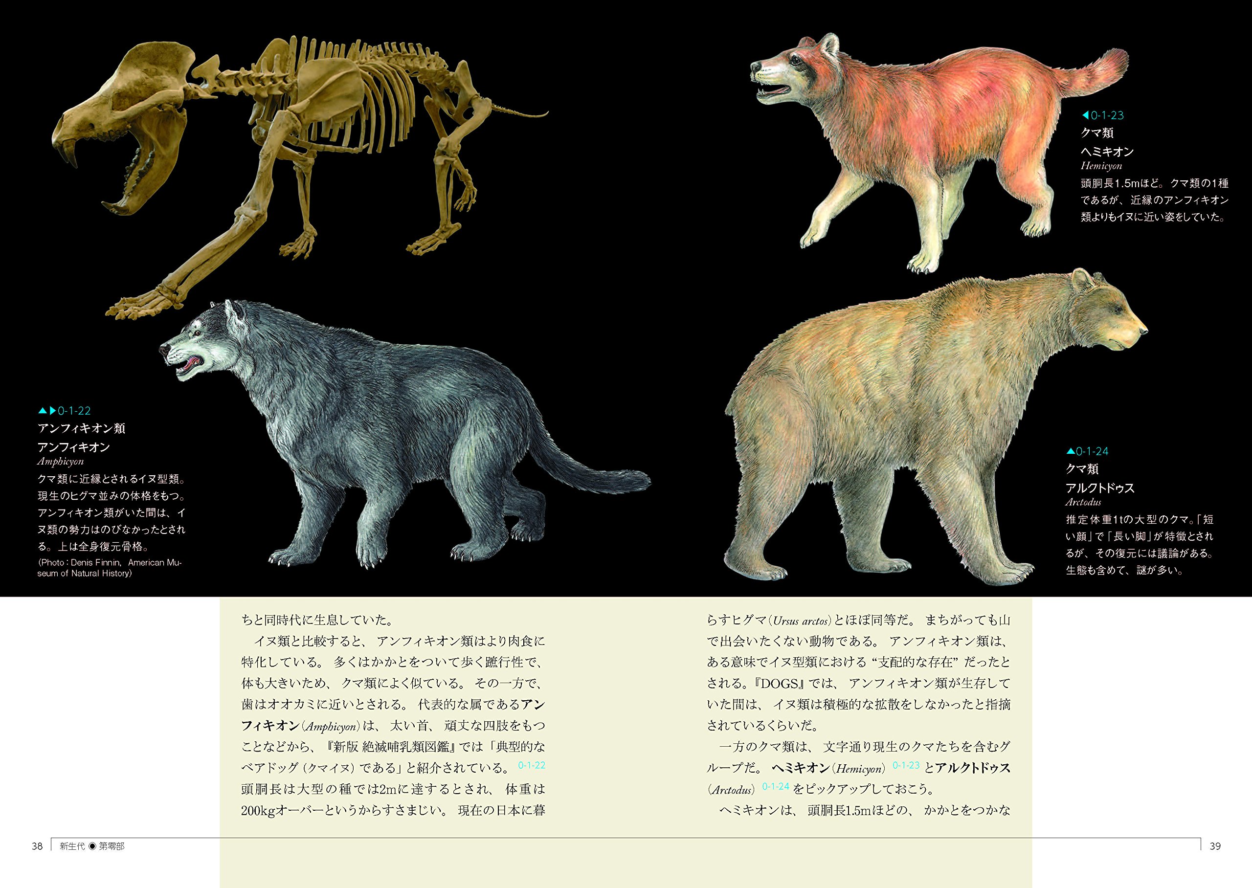 ナイティア化石 (新生代第三紀始新世)
