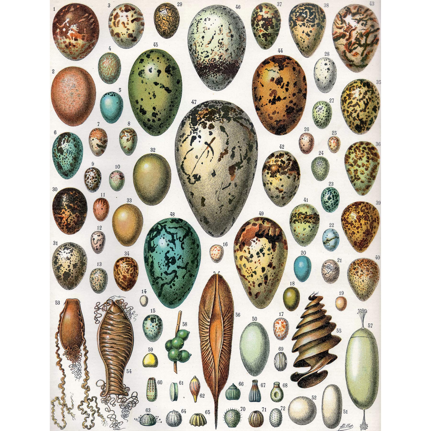 Artery8 Millot Encyclopedia Page Variety Eggs Ova Premium Wall Art Canvas Print 18X24 Inch