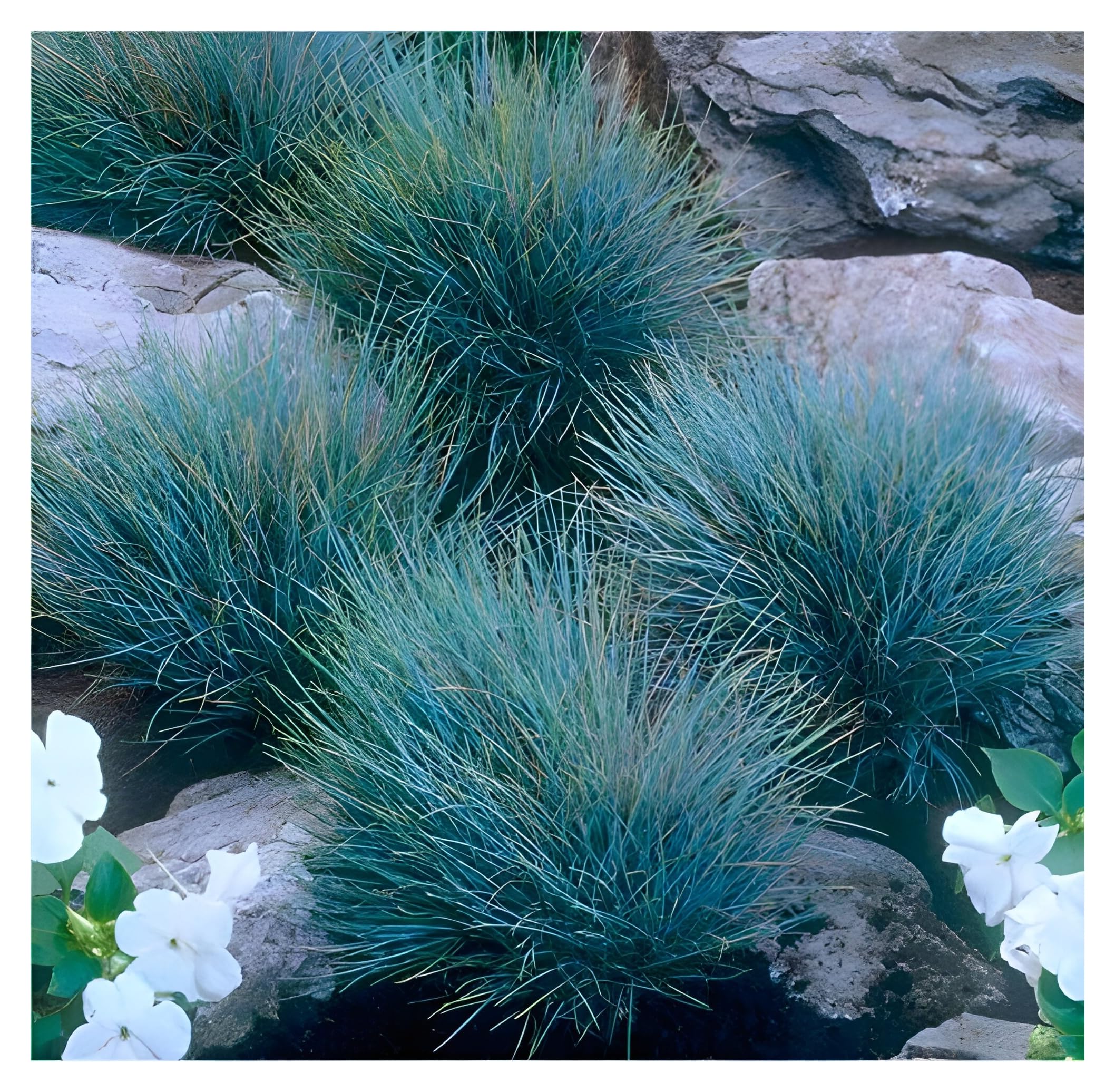Stauden Gänge 10 x Festuca glauca 'Elijah Blue' Blauschwingel winterhart