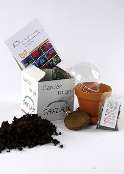 SAFLAX - Tropical Melon Tree / Papaya - 30 Seeds - Carica Papaya
