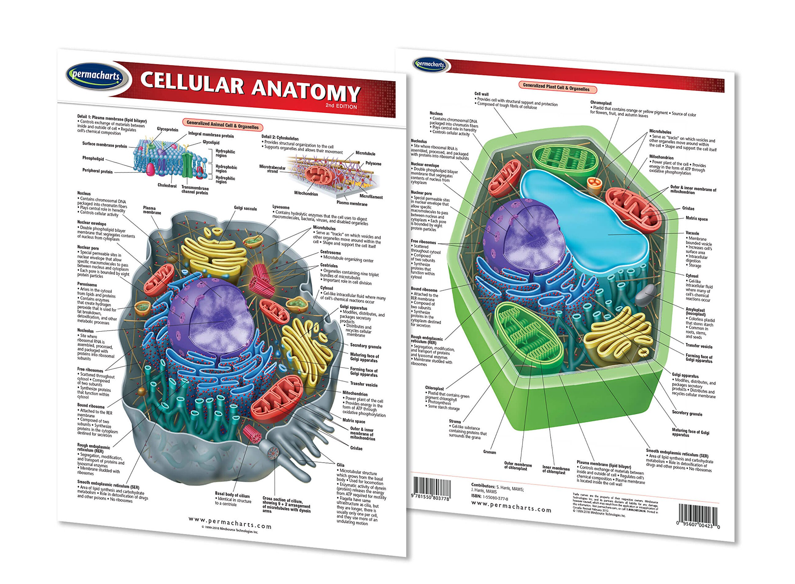 Cellular Anatomy Guide - 2-page, 8.5" x 11" Laminated Biology Quick Reference Guide by Permacharts - Image 3