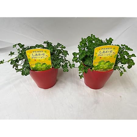 Amazon Co Jp きっとみつかる四つ葉のクローバー栽培セット ホーム キッチン