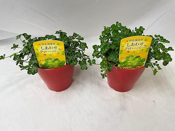 Amazon 幸せ の 四つ葉のクローバー シロツメグサ 2鉢入り 本物の 四つ葉 の クローバー 鉢植え 栽培方法付き プレゼント お祝い 地植え 押し花 にも出来ます おススメ 観葉植物 オンライン通販