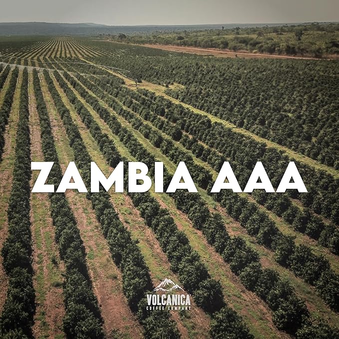 Café en Grano Zambia AAA Tostado Suave 454 g miniatura 2