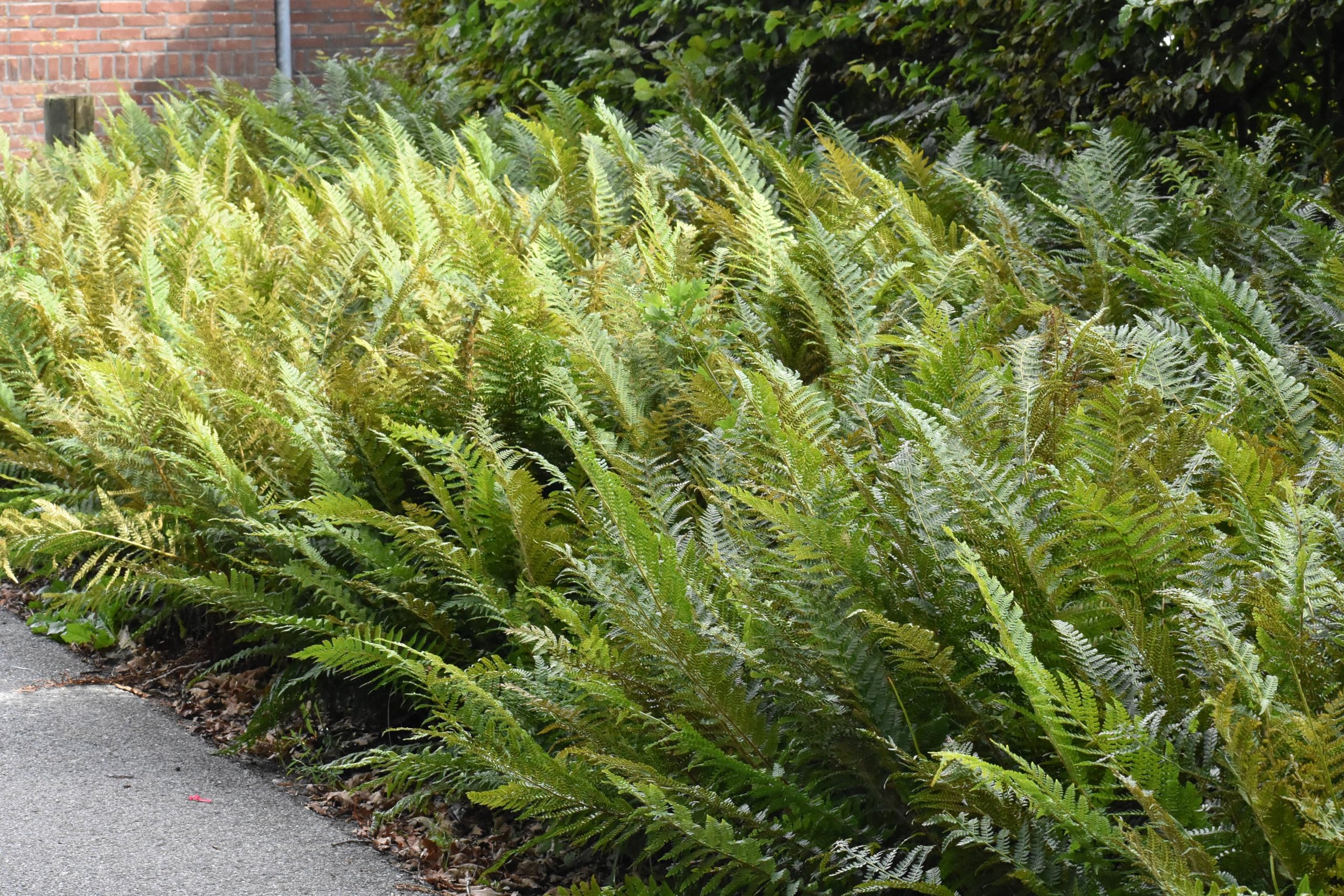 Stauden Gänge 1 x Polystichum setiferum 'Herrenhausen' im 1 Liter Topf (Farn/Winterhart/Wintergrün/Mehrjährig/Staude/Immergrün) Filigranfarn - Eleganz und Struktur für schattige Gärten