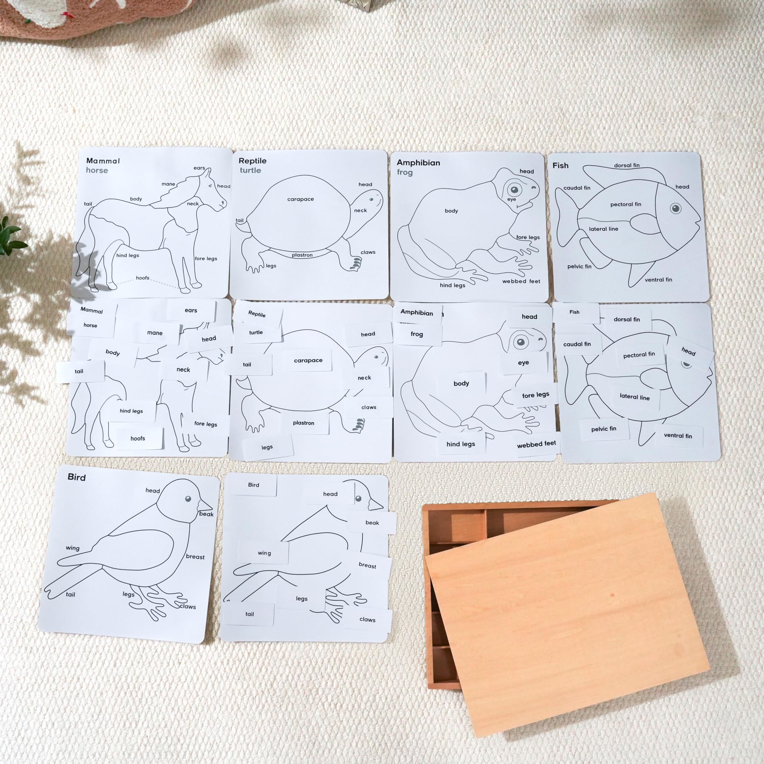Montessori Biologia Materiali – Piante e animali, giochi educativi in legno per scuola materna e elementare, scuola domestica e aule a partire dai 3 anni (set di attività Montessori Animal Puzzle)