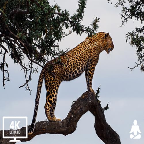 Animais 4K - Música relaxante com vídeo sobre animais