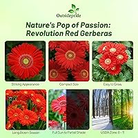 Vista 37 de Outsidepride Bicolor Mix Gerbera Seeds - 10 Pcs Perennial, Compact & Low Maintenance, Flower Seeds for Planting w/Vibrant Mixed Blooms, Ideal for