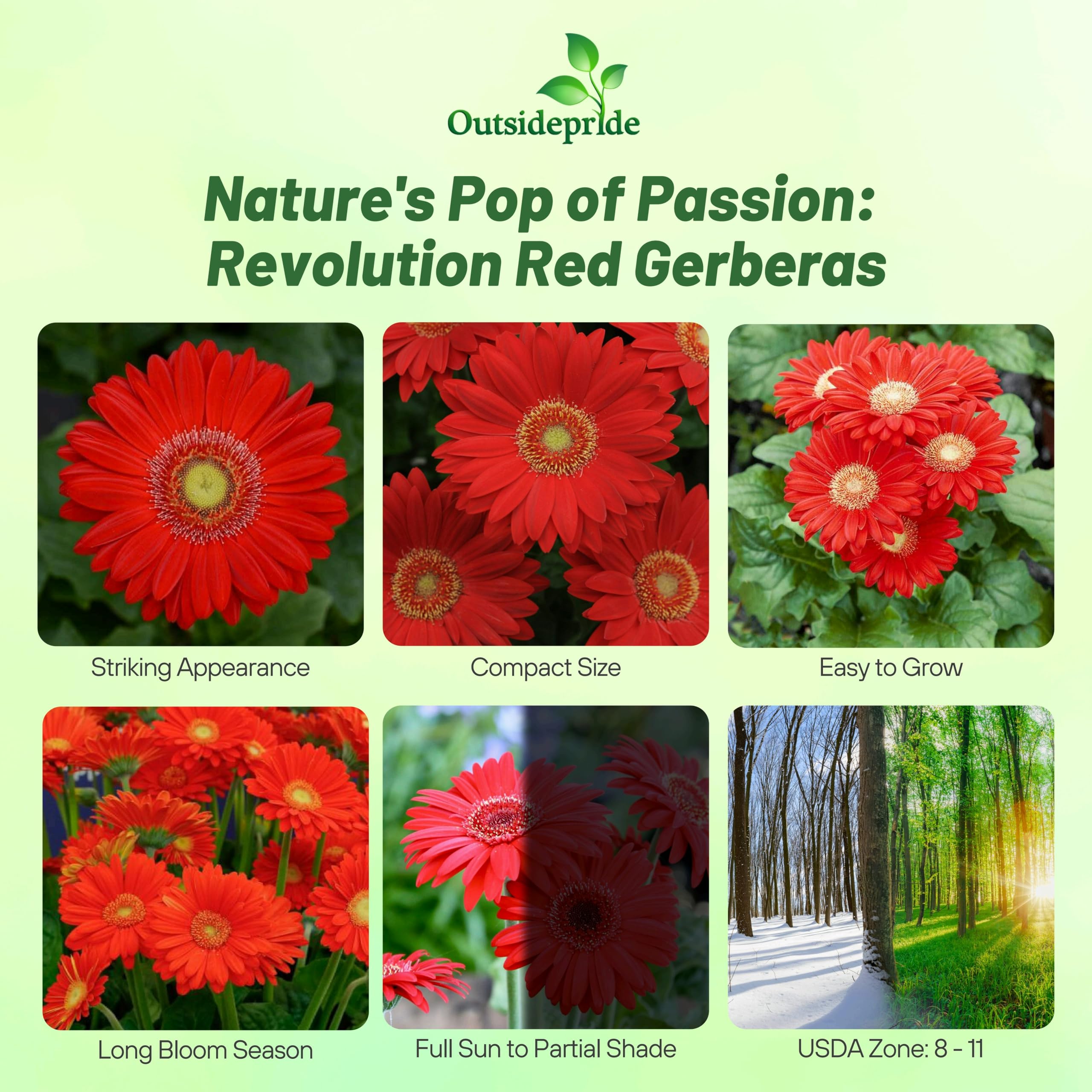 Amazon.com : Outsidepride Red Gerbera Seeds - 10 Pcs Perennial, Compact &  Low Maintenance, Flower Seeds for Planting w/Mounding Foliage & Vibrant Red  Blooms, Ideal for Garden Landscaping & Cut Flower Arrangements :