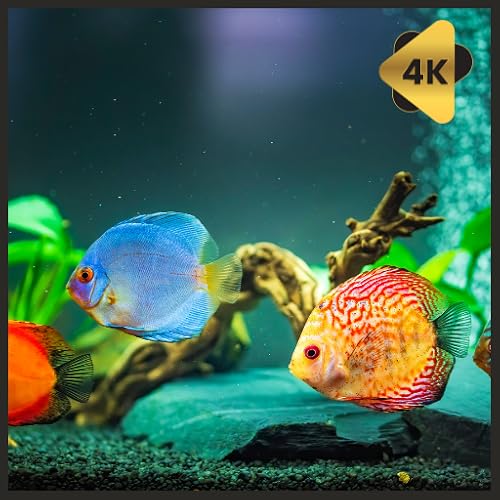 Marine Aquarium HD – 4K Reef Relaxation for Fire TV | NO ADS