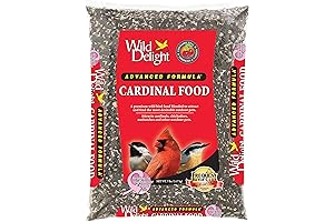 Cardinal Bird Feast: Delightful Nutrition for Your Feathered Friends