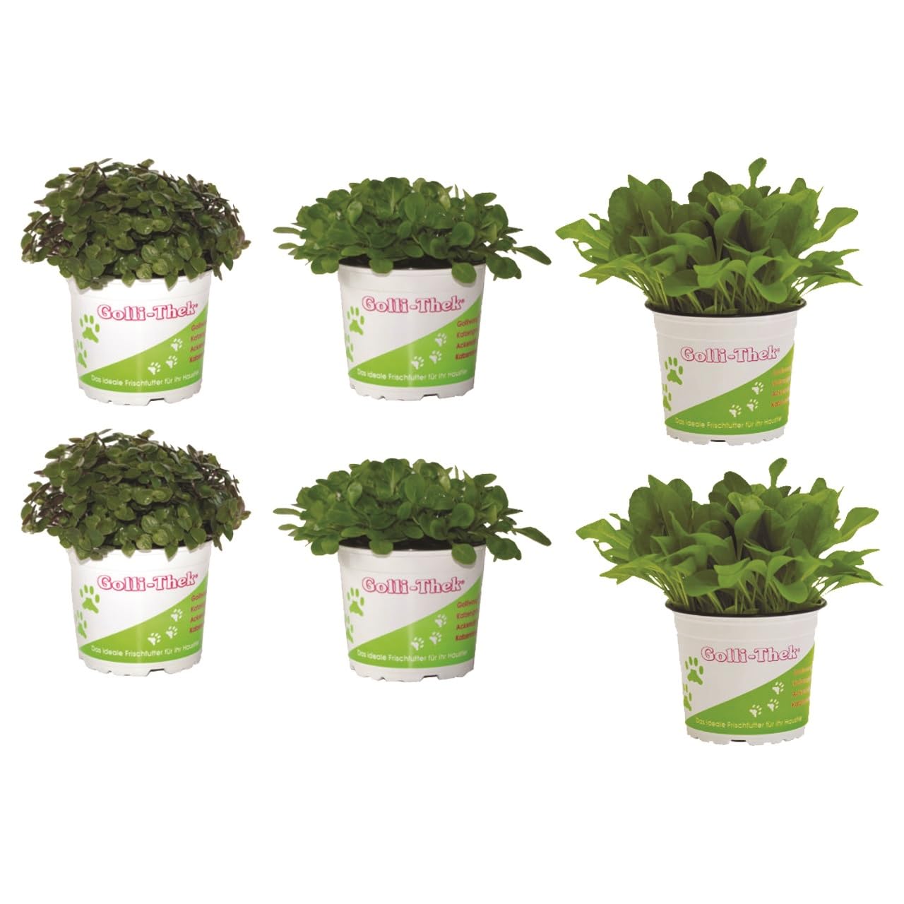 Plantes Set pour lézards/Tortues – 4 x golliwoog/2 x ACKER Salade – Fraîcheur Doublure plantes pour vos Tortues ou lézards comme par ex. Barbe agamidae