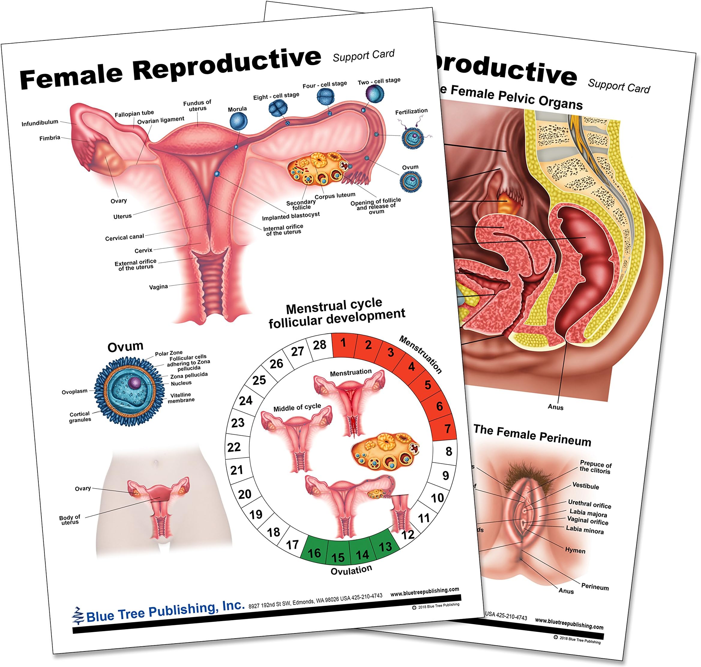 Woman,s Health (Reproductive Chart)