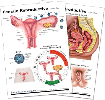 Woman,s Health Reproductive Chart