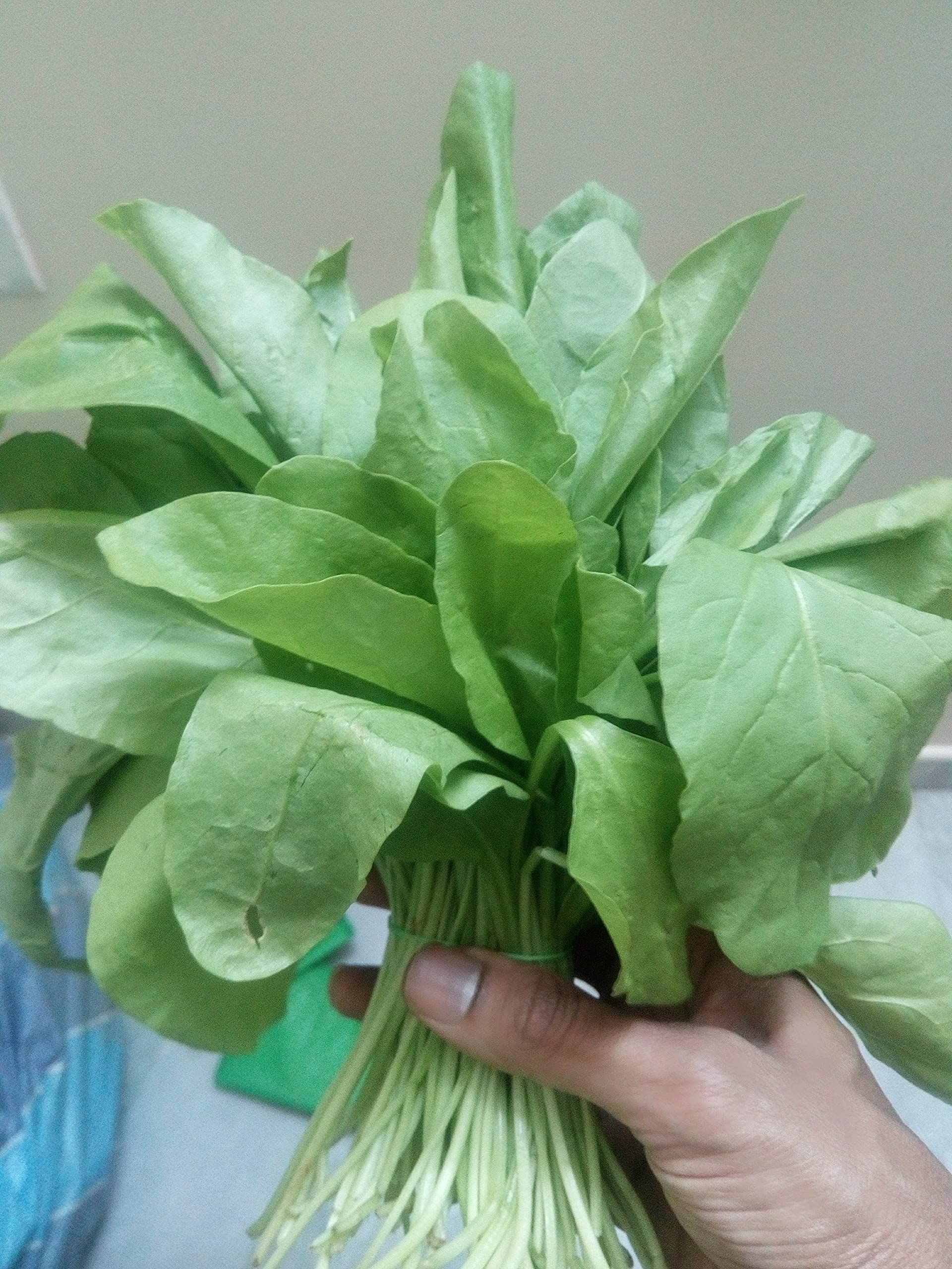 Seedbasket Pack-10 Native & Heriloom Green Leafy Vegetable Seeds Combo | 6200+ Seeds and Instruction Manual 3