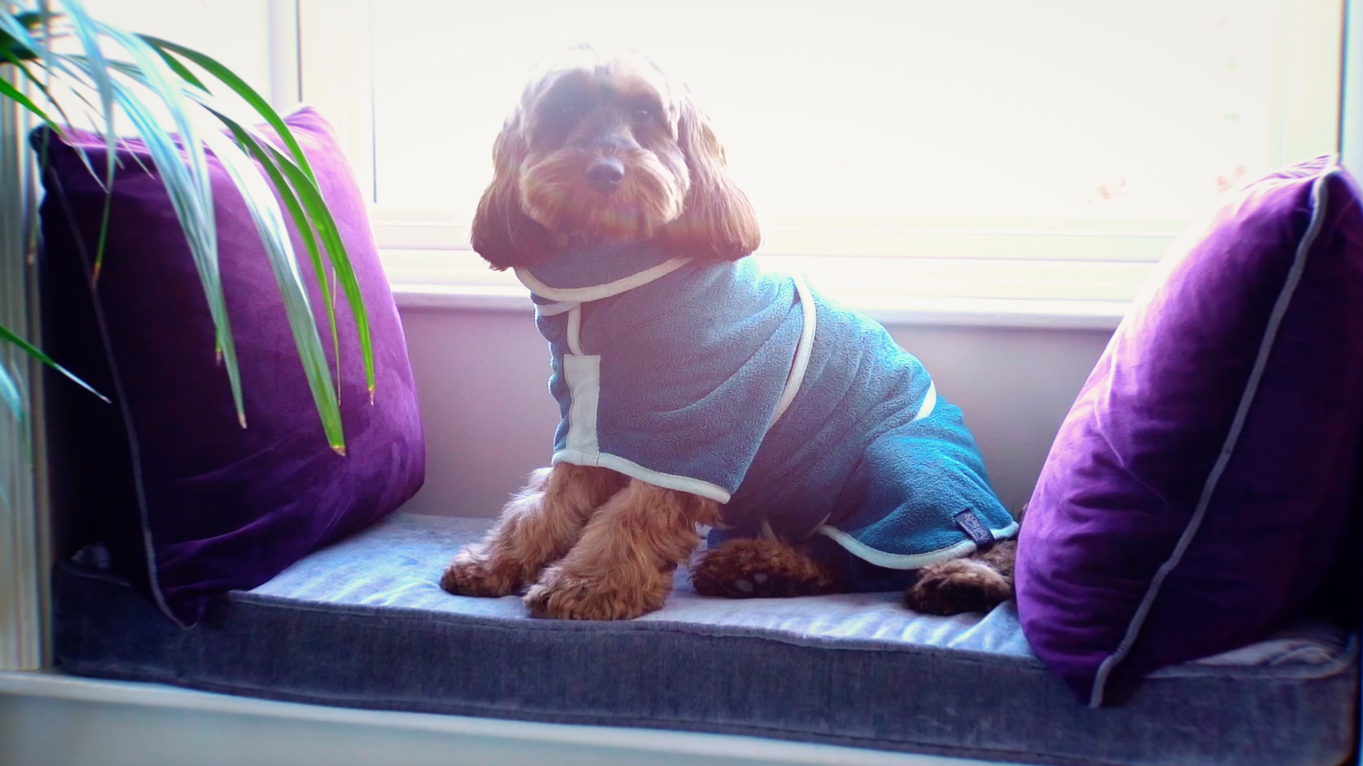 Laxury Dog Dress Blessing Babies【Bliss】 Bliss Poureetezadi