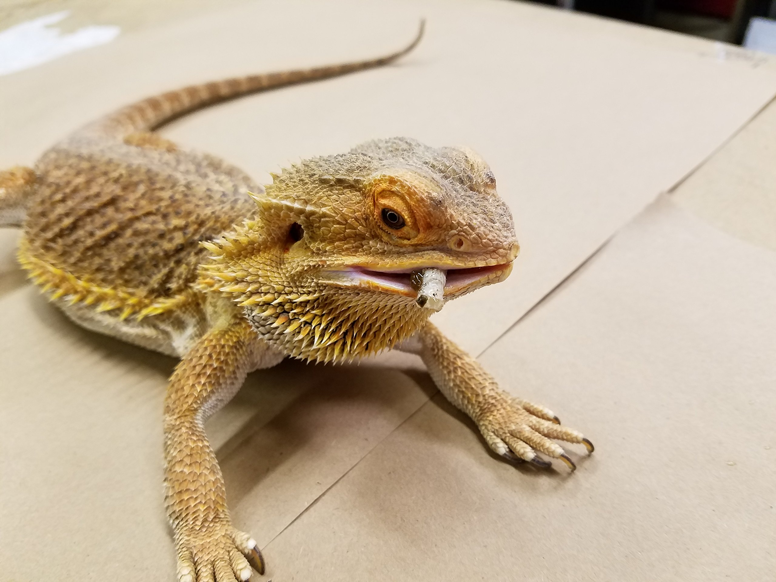 DBDPet's Premium Live Silkworms (1520) Chameleon, Bearded Dragon