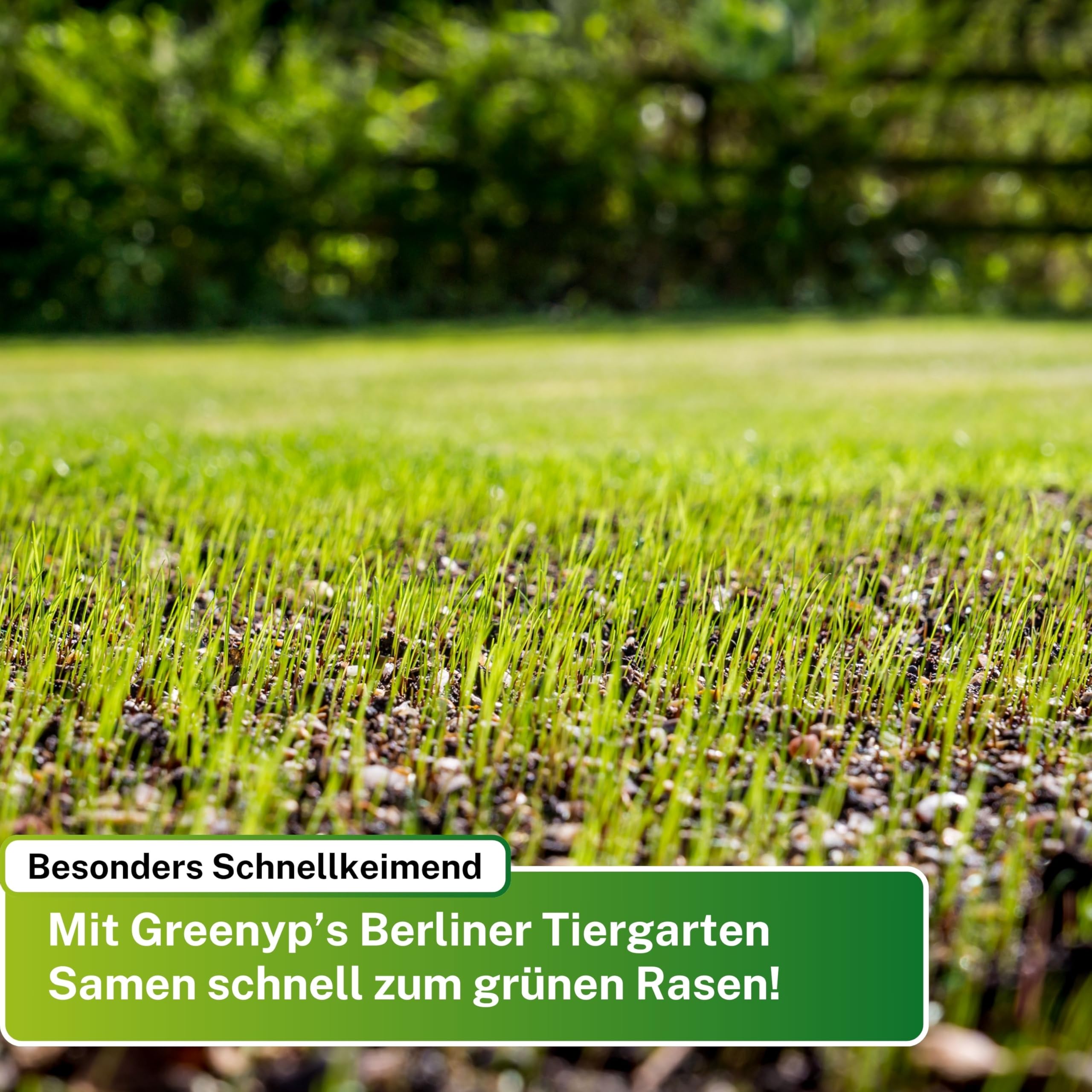 5kg Rasensamen Berliner Tiergarten I Rasensamen schnellkeimend für 200m² I robuster Universalrasen Zierrasen Rasen Nachsaat I Greenyp Grassamen Rasensaat Gras - ideal als Neu- und Nachsaat.